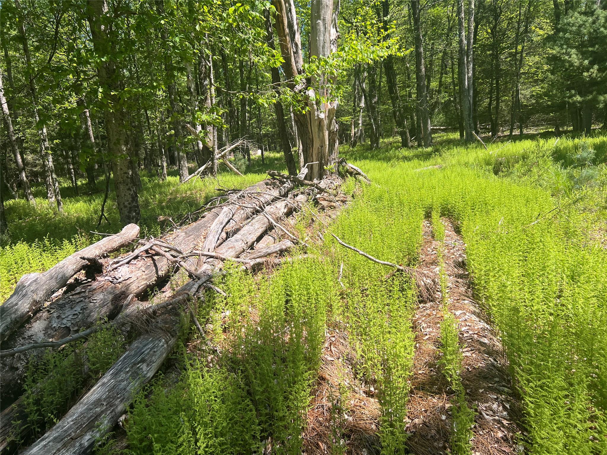 95 Old Tacy Road, Swan Lake, New York image 10