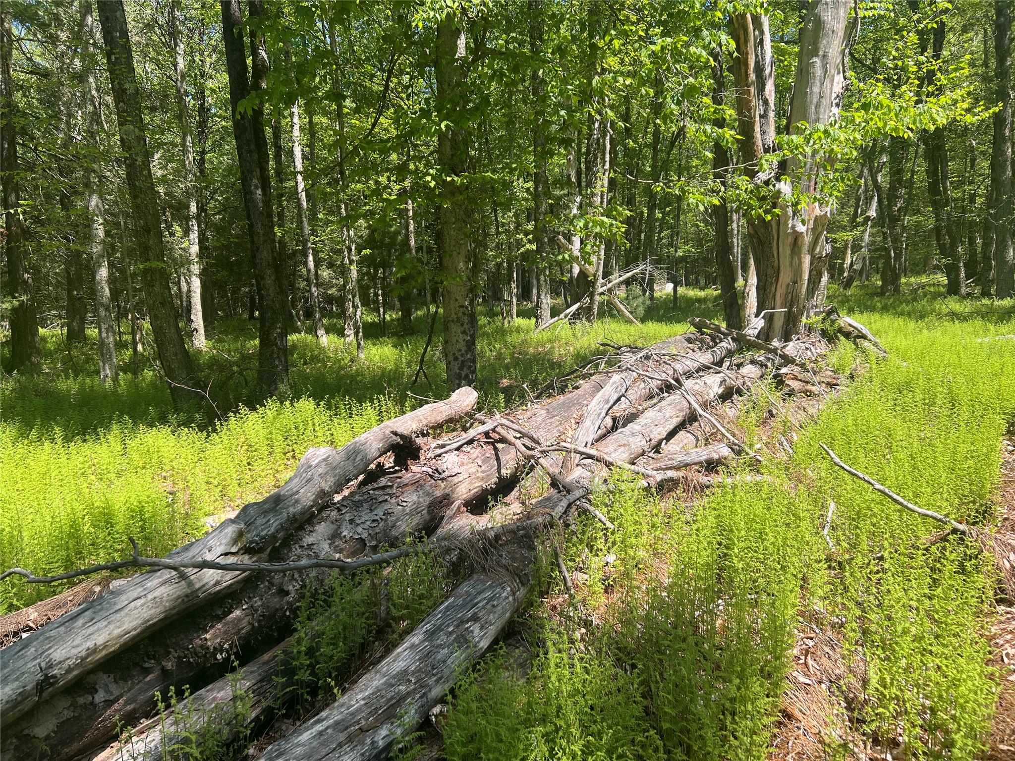 95 Old Tacy Road, Swan Lake, New York image 8