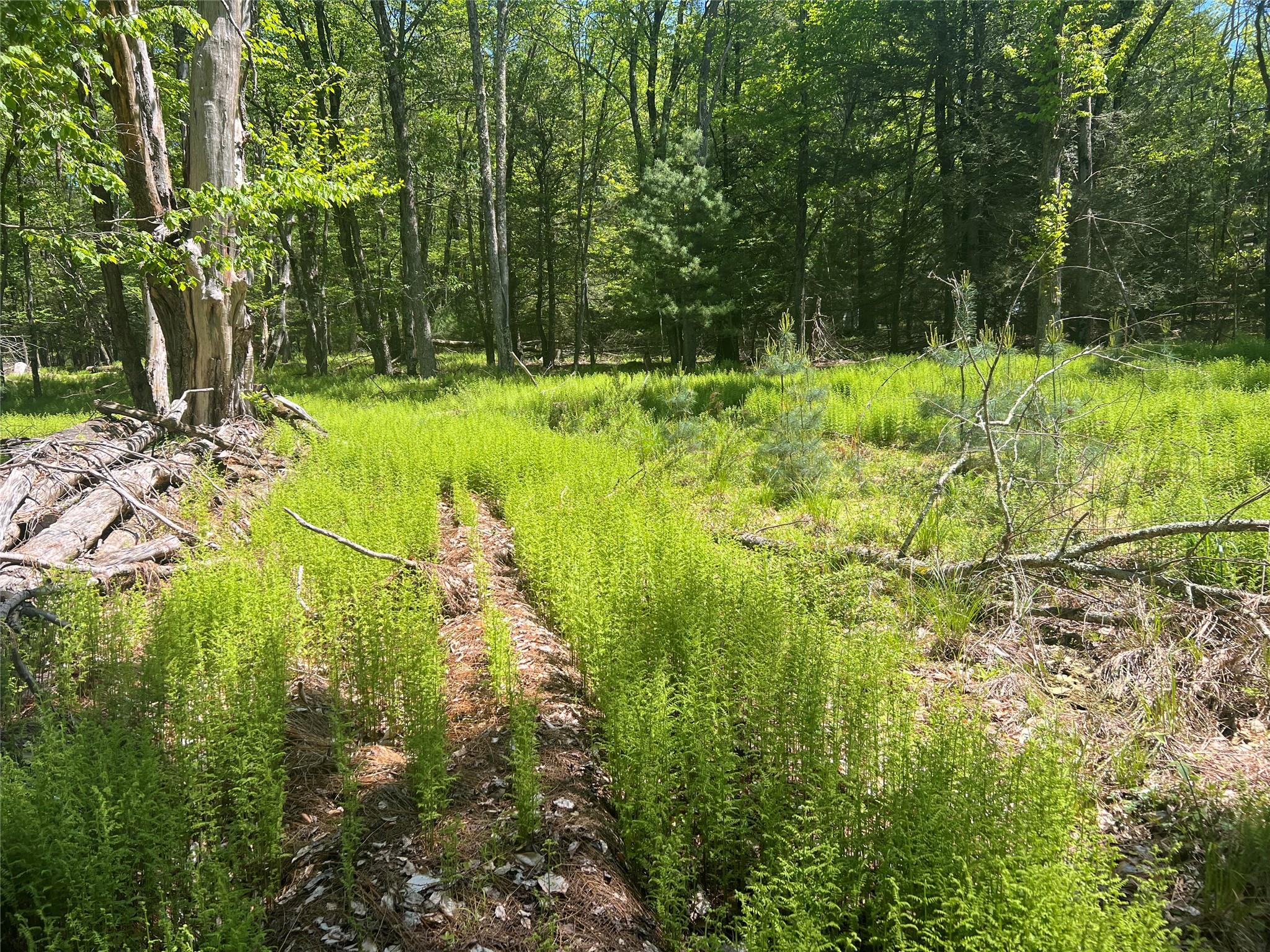 95 Old Tacy Road, Swan Lake, New York image 2