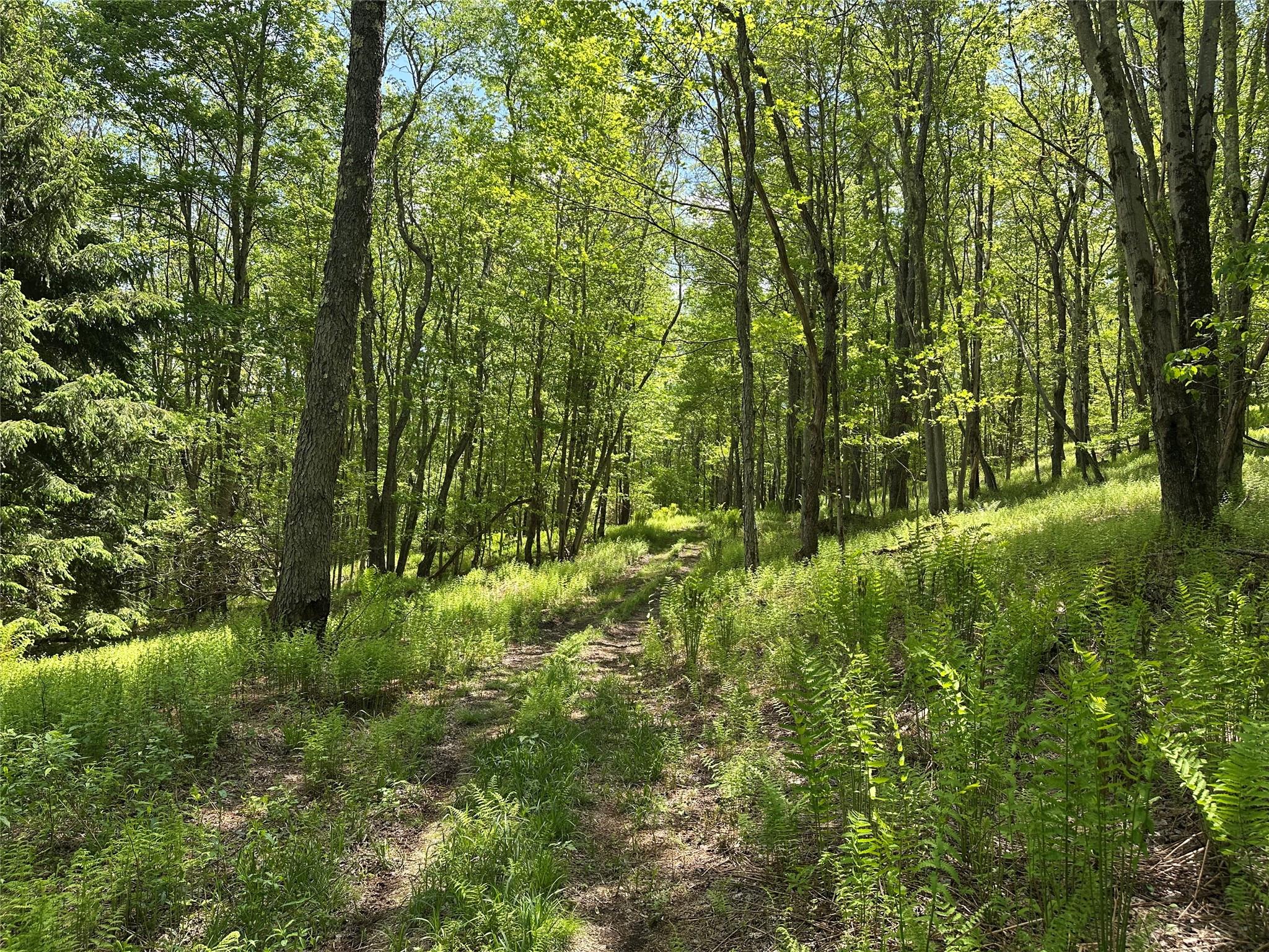 Dubois, Livingston Manor, New York image 24