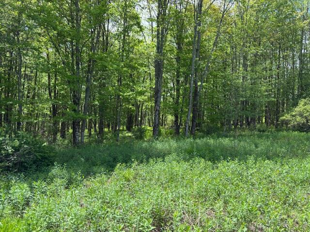 Dubois, Livingston Manor, New York image 28