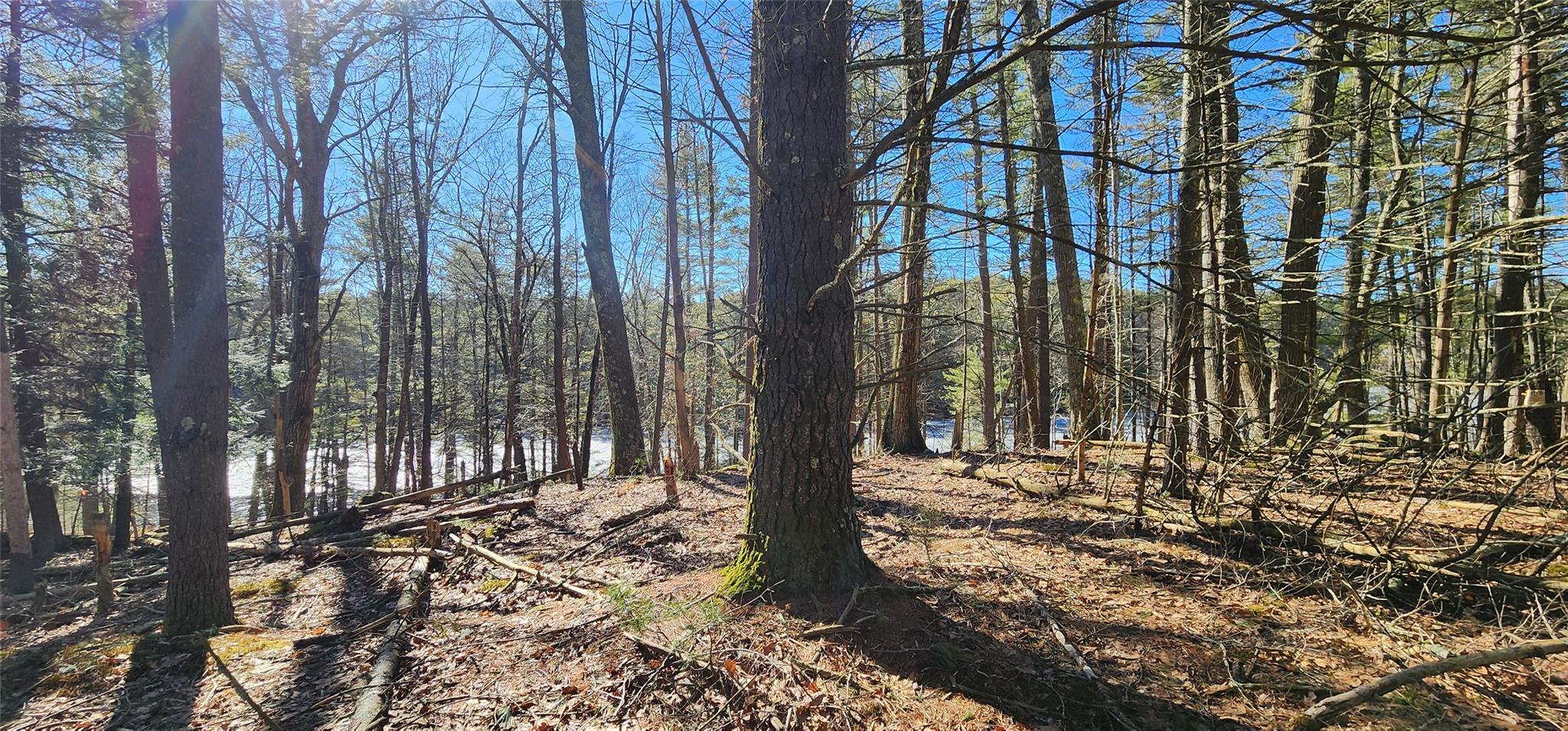 Stag Forest Road, Forestburgh, New York image 1