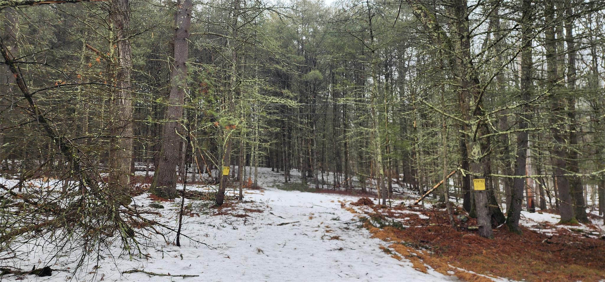 Stag Forest Road, Forestburgh, New York image 9