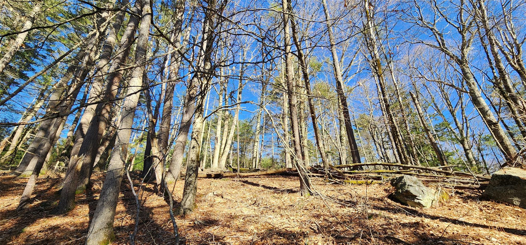 Stag Forest Road, Forestburgh, New York image 14