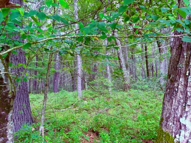 Lot 41 Leers Road