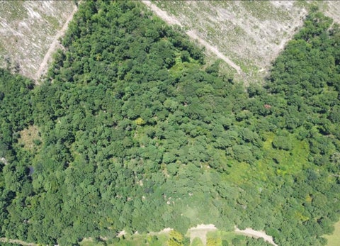 Photo of 16.53AC County Road 3103, Call, TX 75933 (MLS # 270490)