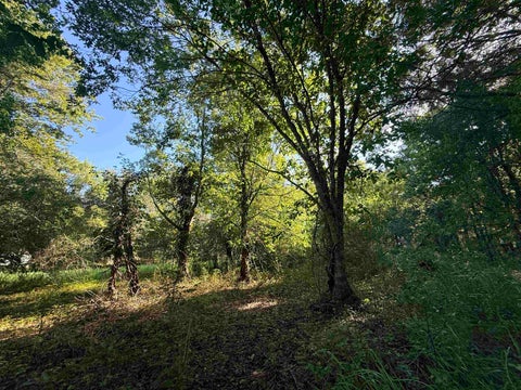 Photo of 000 Amanda, China, TX 77713 (MLS # 271461)