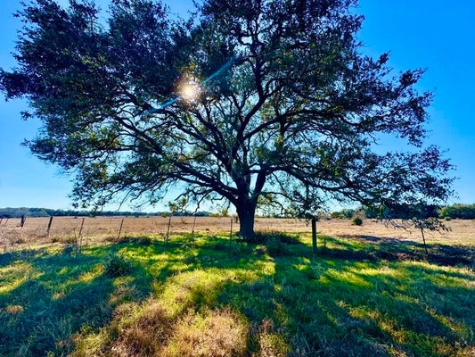 ADDRESS PRIVATE, GANADO, TX 77962 - Image ce4ced6b5bd6ecec3cc9442b1bb39ed9/4172299898