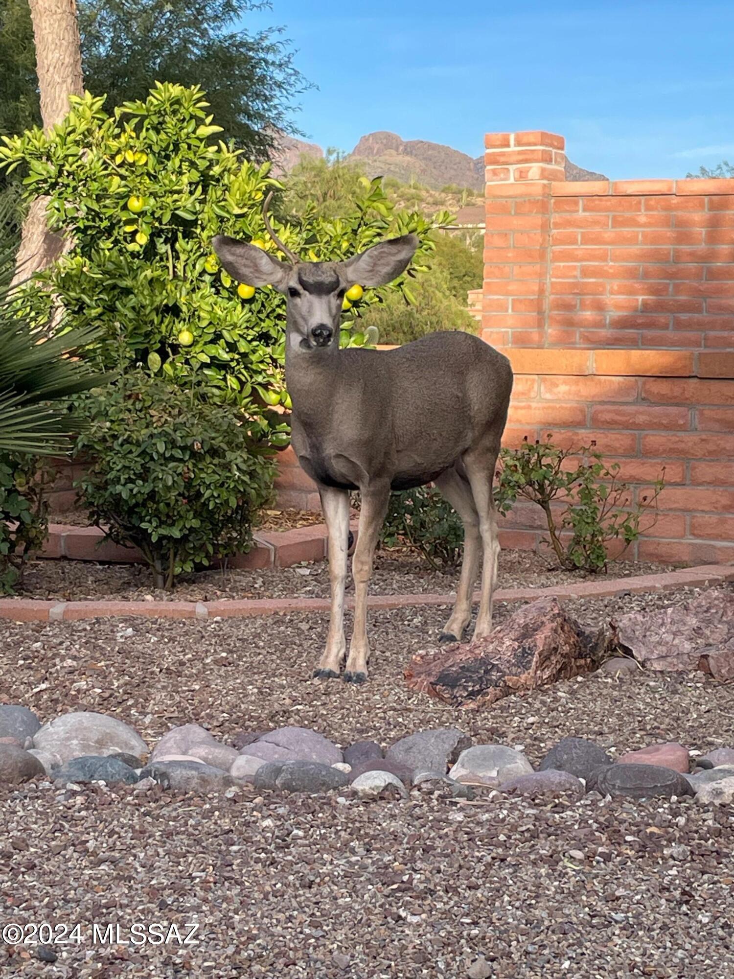 Sunrise Canyon (1-58) - Residential
