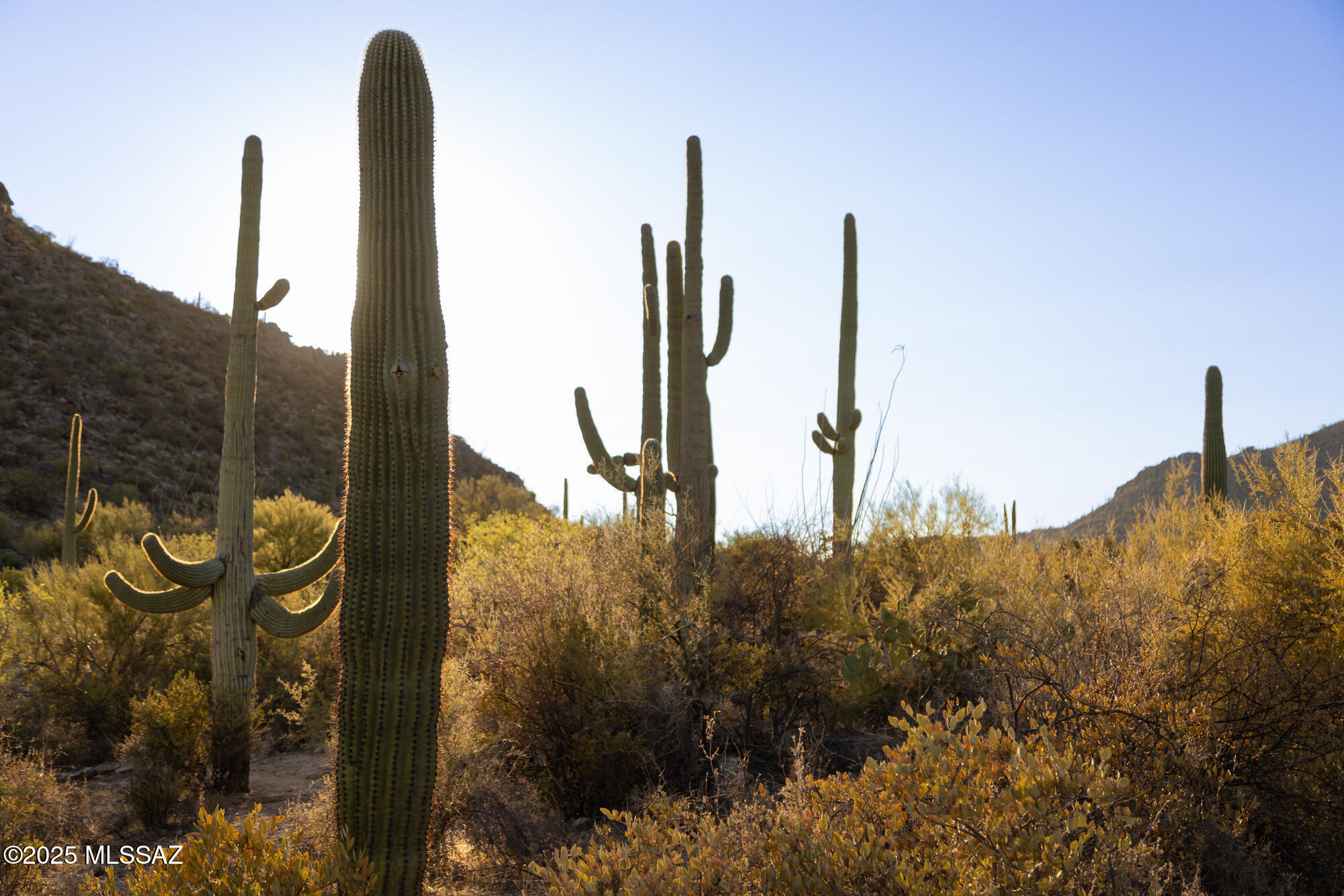 Saguaro Ranch South Amended - Land