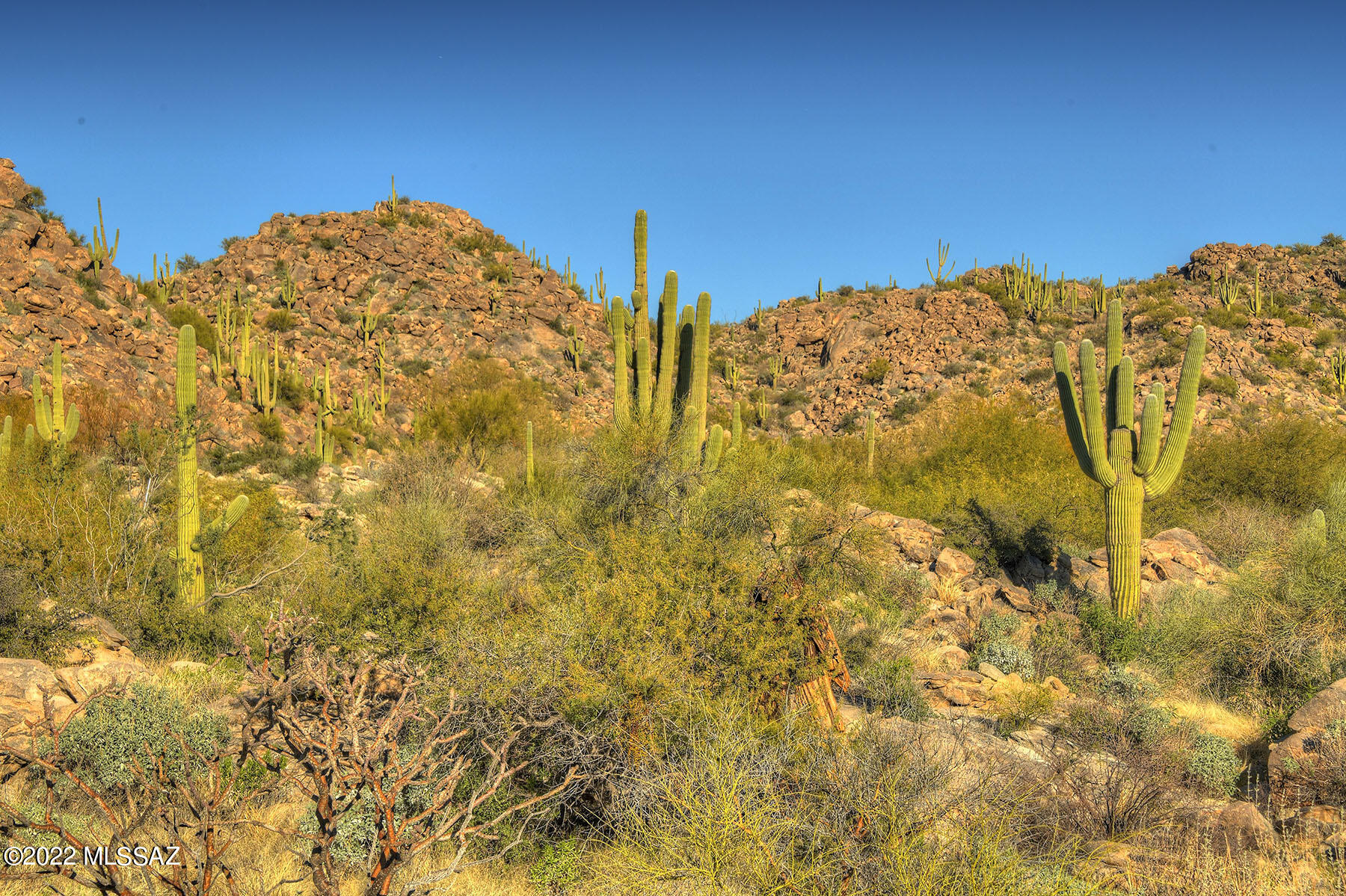 14451 N Giant Saguaro Place 32