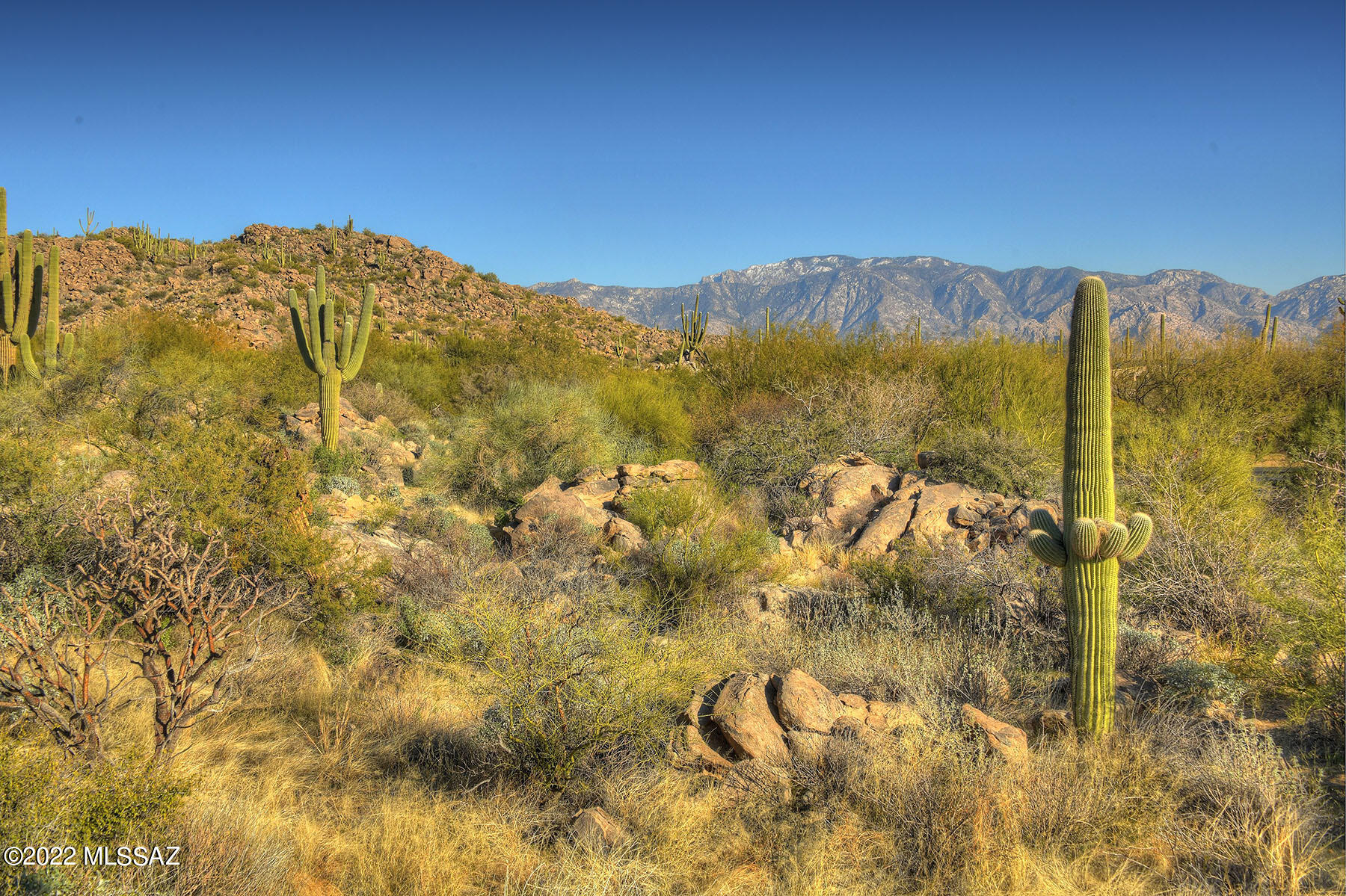 14451 N Giant Saguaro Place 32