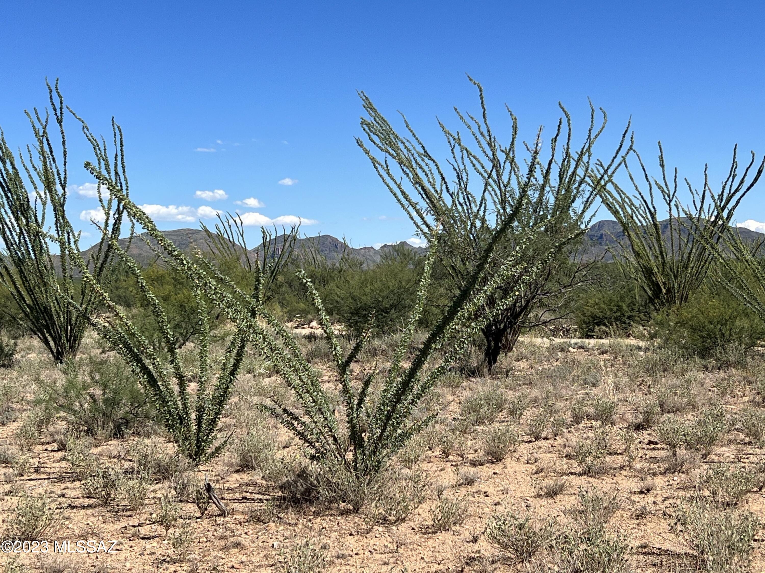 Tubac Foothills Ranch - Land