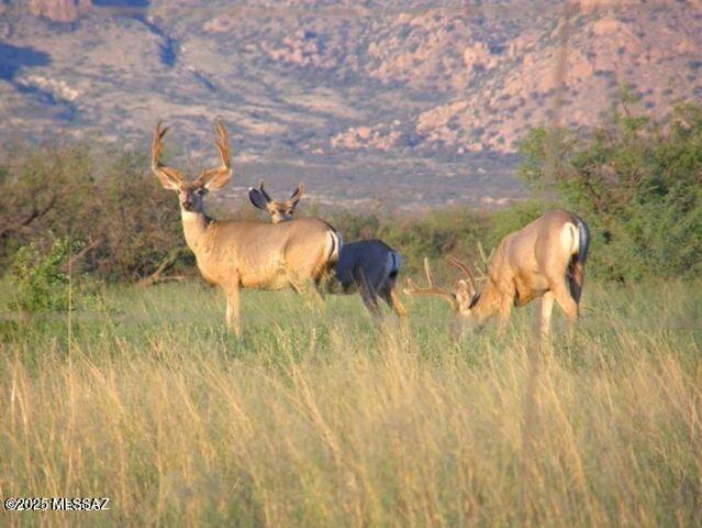 Dragoon Mountain Ranch - Land