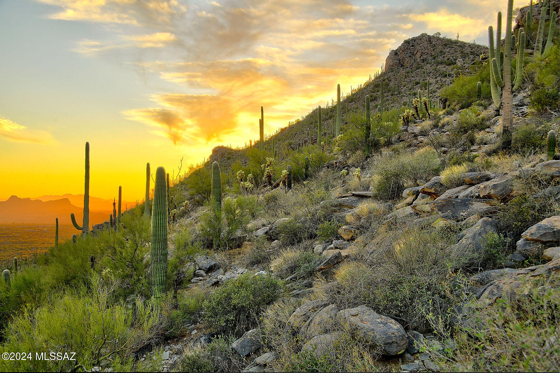 Saguaro Ranch II (L 50-51;53-65) - Land