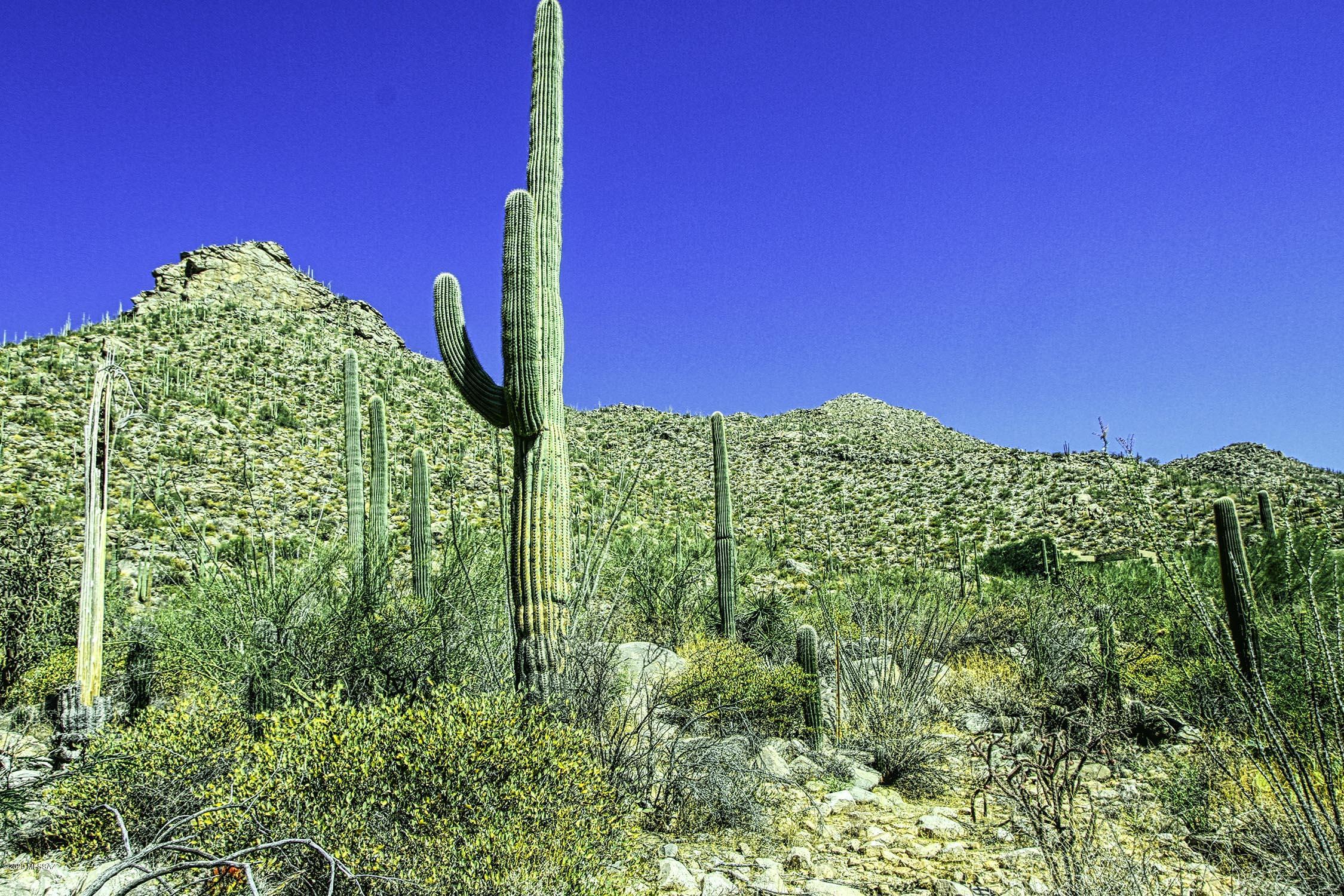 Canyon Pass II At Dove Mountain (49-110) - Land