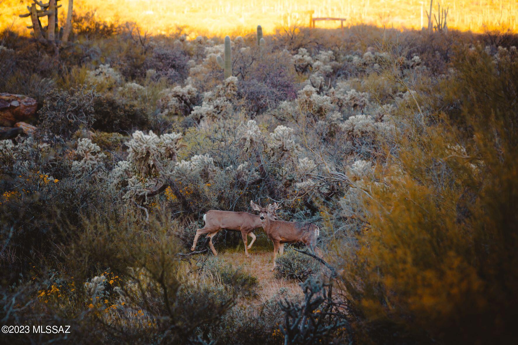 Moonlight Canyon at Saguaro Ranch Phase 2 - Residential
