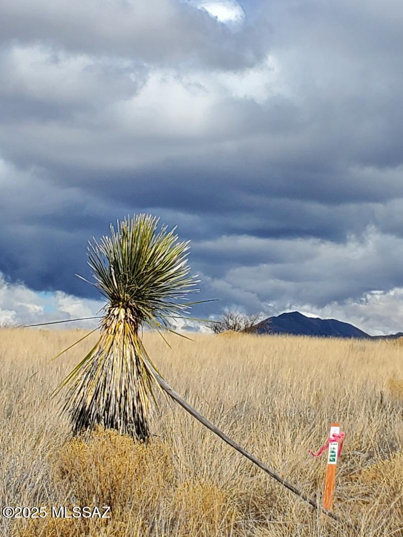 Dragoon Mountain Ranch - Land