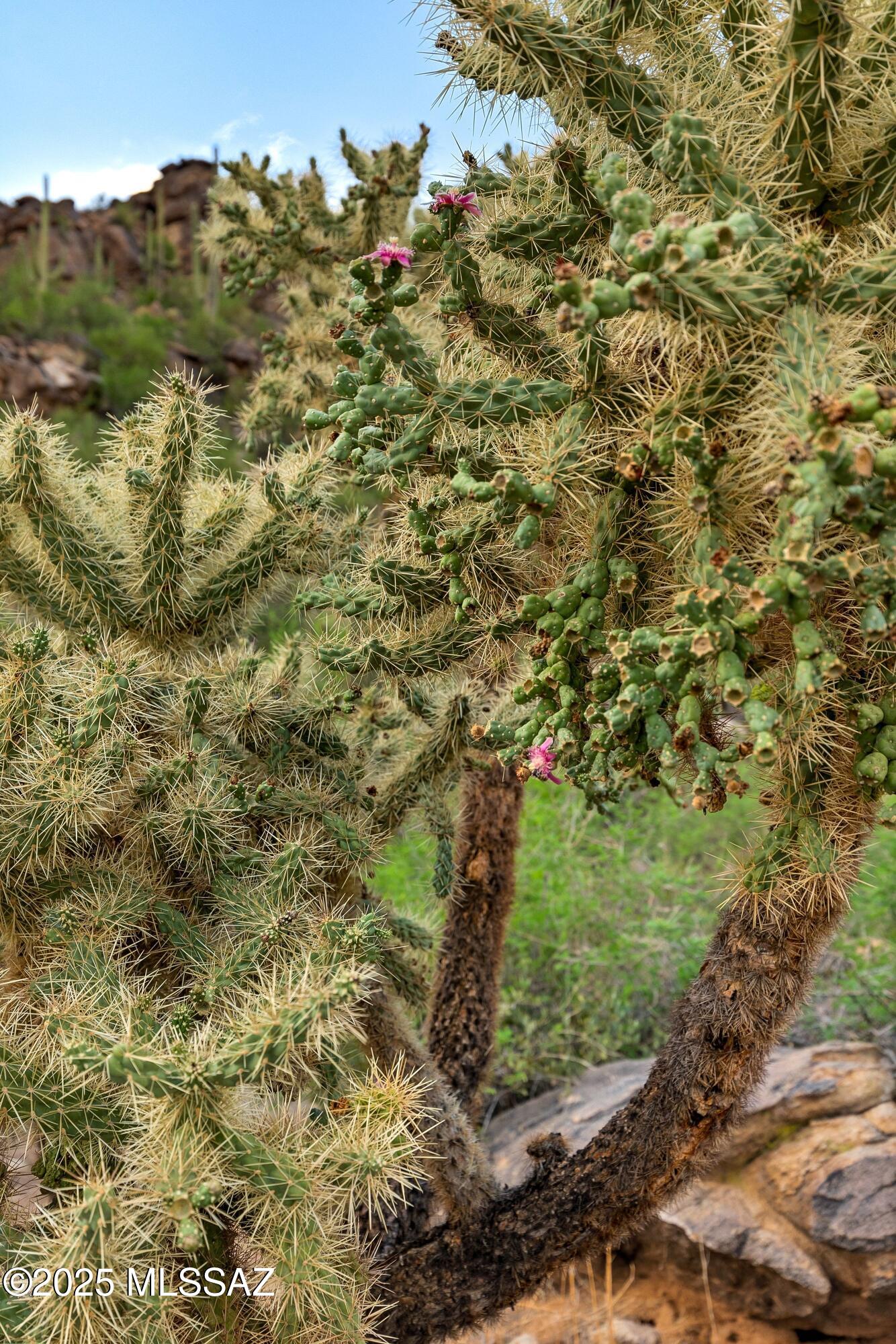 Saguaro Ranch (9-52) Blks. 1-4 - Land