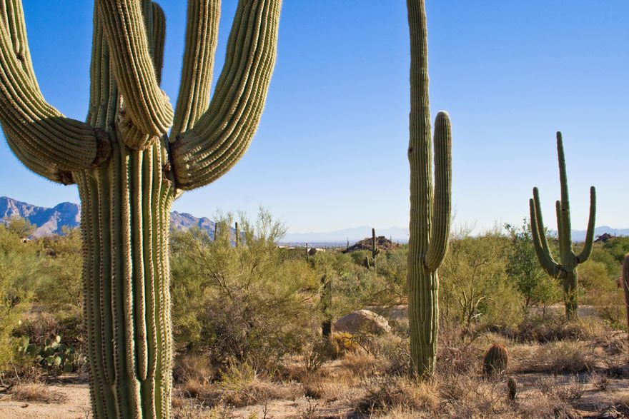 VIEWS, VIEWS, & more VIEWS! Enjoy sweeping vistas of the Catalina Mountains, Stone Canyon's golf course & the city lights of Downtown Tucson from this spectacular custom homesite. Nestled against the Tortolita Mountain hillside, this incredible 4.39 acre lot features amazing rock outcroppings, mature saguaros, and tremendous privacy. The discerning Buyer will appreciate the finest aspects of this dramatic custom homesite, its buildable site location, and the EXCEPTIONAL value. Enjoy the fantastic lifestyle experience at Stone Canyon with its fabulous Health & Fitness facility, impressive new clubhouse, and Top 100 golf course which was bought by a group that includes PGA Tour star Phil Mickelson.