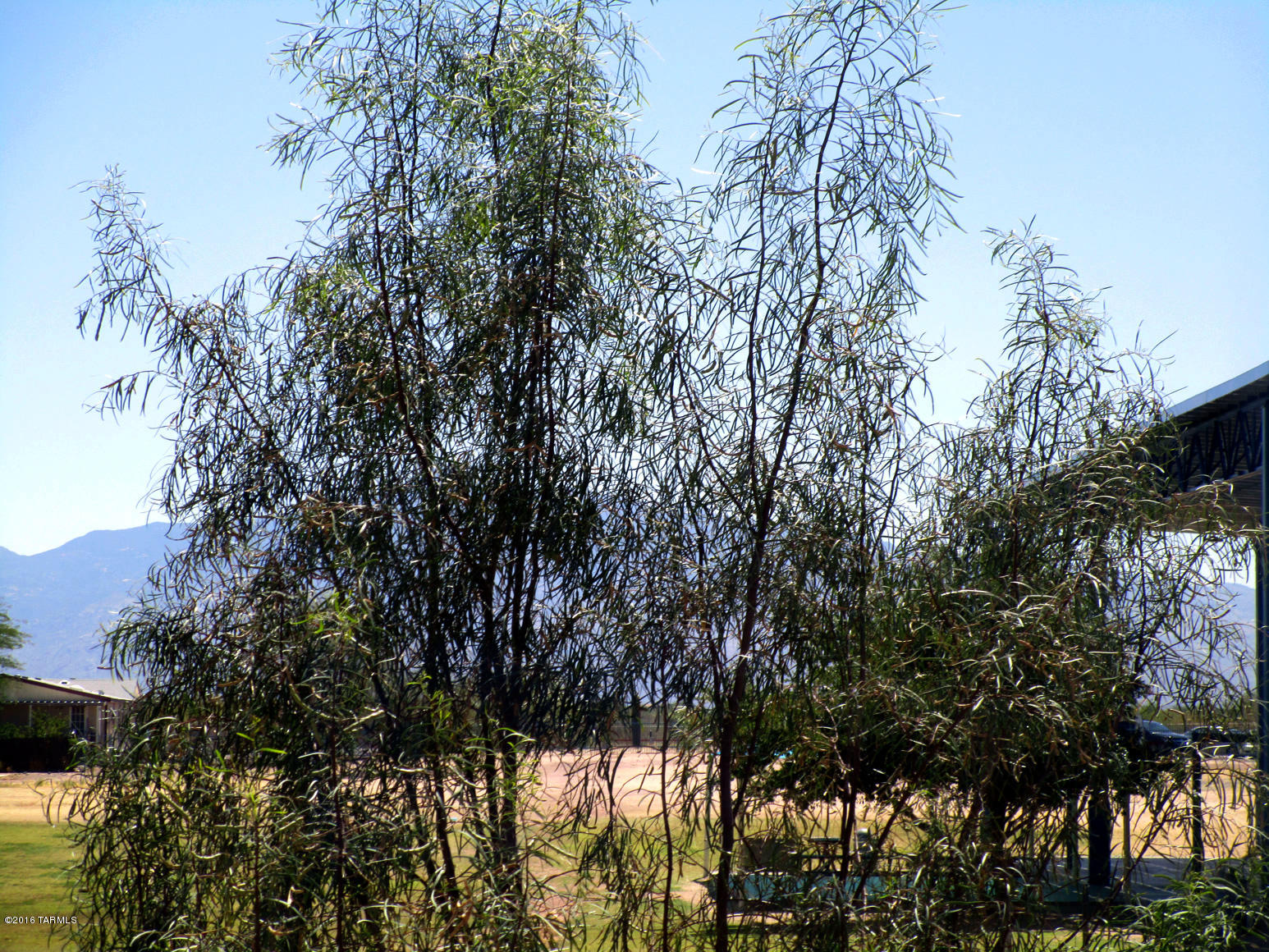 Terricina At Rita Ranch (1-60) - Residential