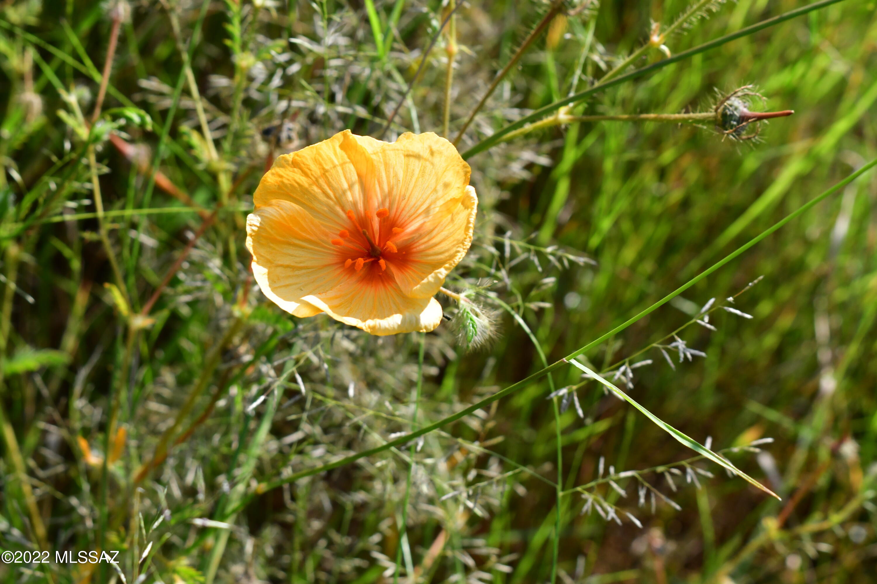 Salero Ranch - Land