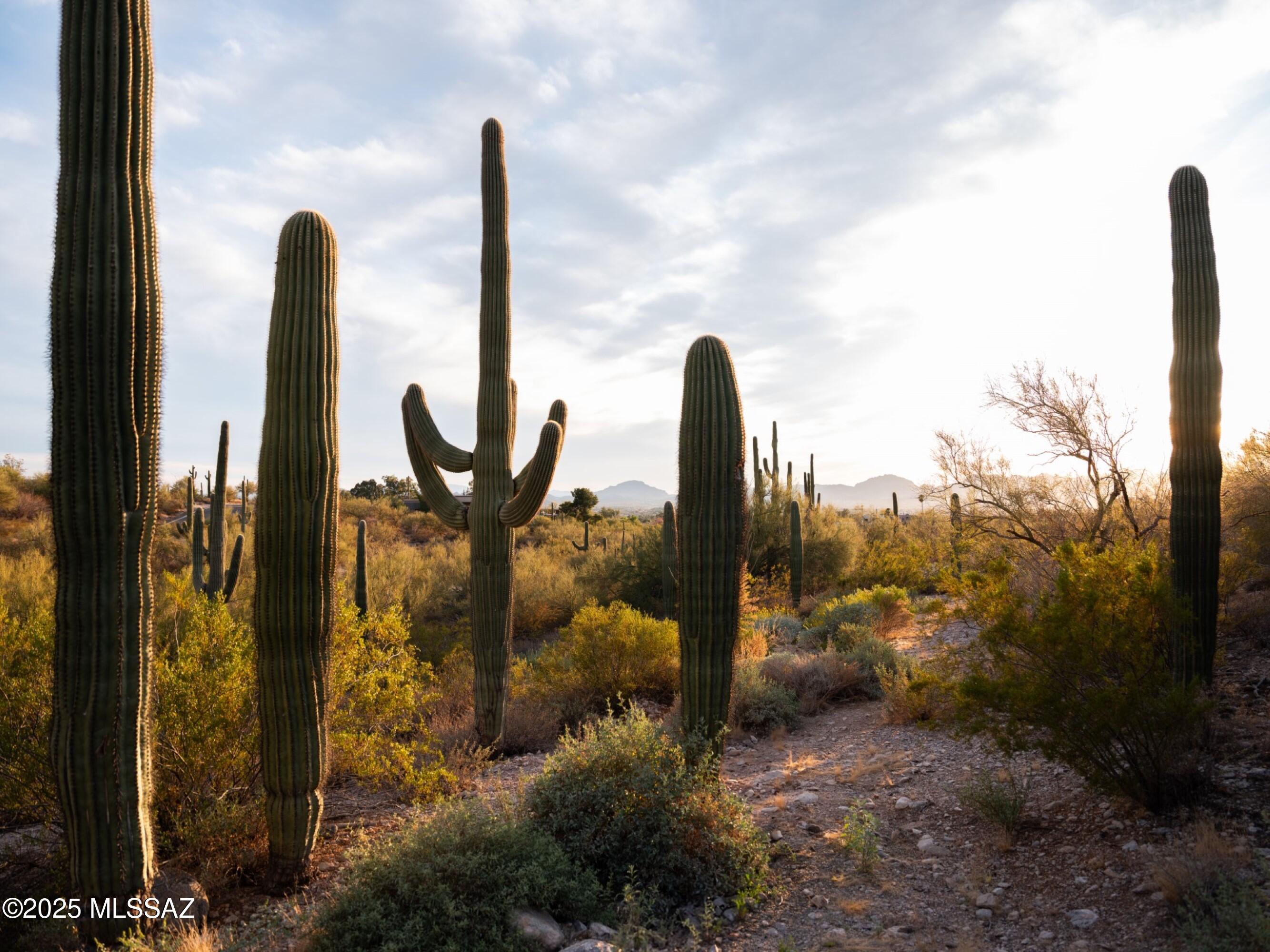 Catalina Foothills Estates - Residential