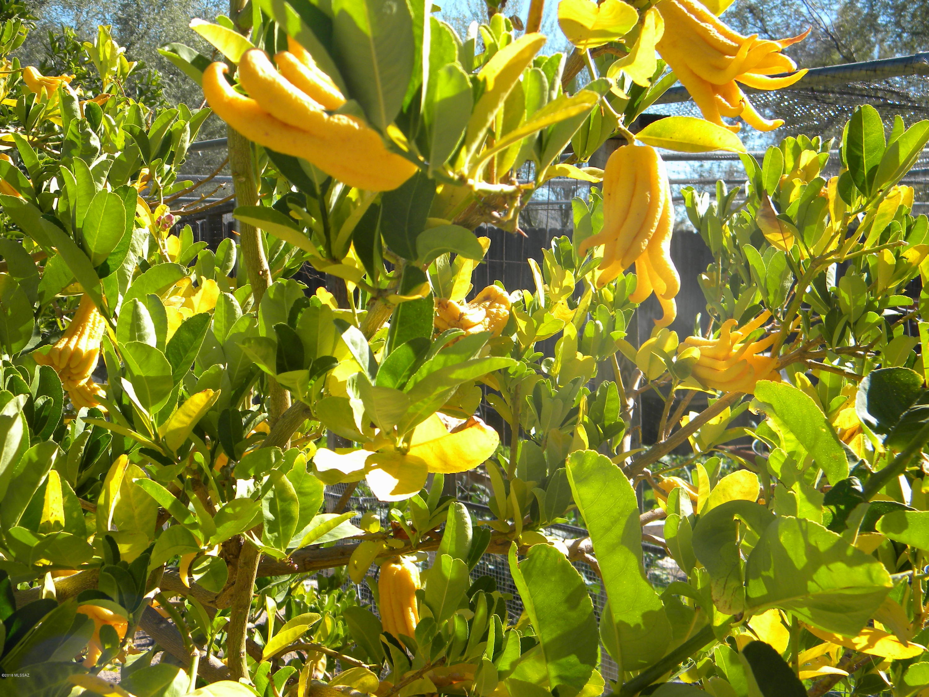 Linda Vista Citrus Tracts NO. 2 - Residential