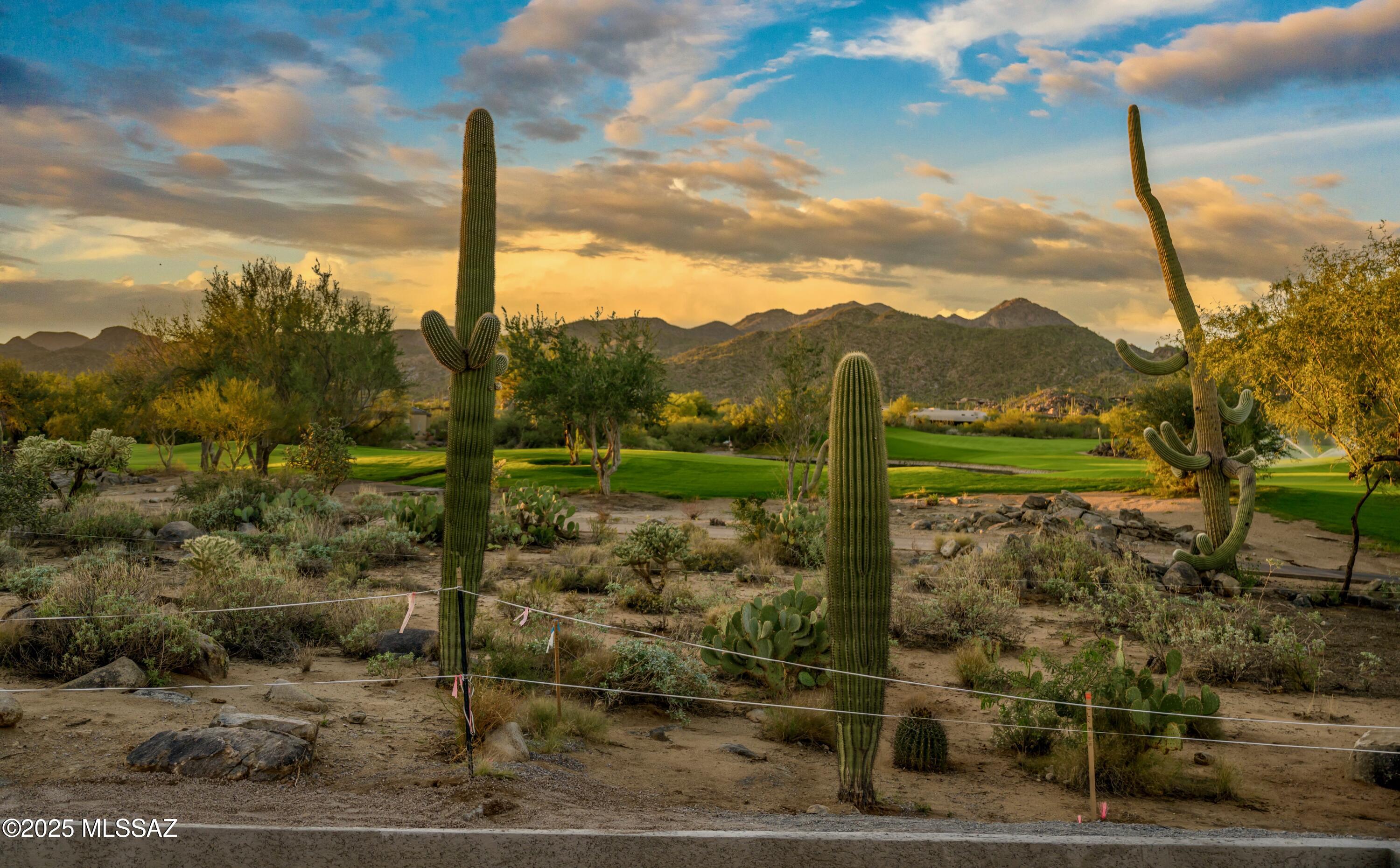 14311 N Giant Saguaro Place