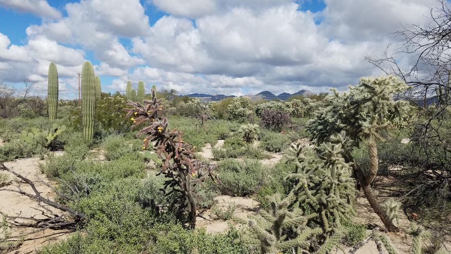 CAN BE SPLIT INTO 3 HOME SITES THROUGH THE TOWN OF MARANA. INSTALL YOUR OWN WELL TO SERVICE ALL THREE LOTS. THIS 4.15 ACRE PARCEL INCLUDES JUST 1 WELL SHARE FROM WELL LOCATED ON THE ABUTTING LOT TO THE SOUTH. LUSH DESERT, EASY ACCESS TO TANGERINE RD, I-10, SHOPPING and THE NEW OUTLET MALL OFF TWIN PEAKS RD.