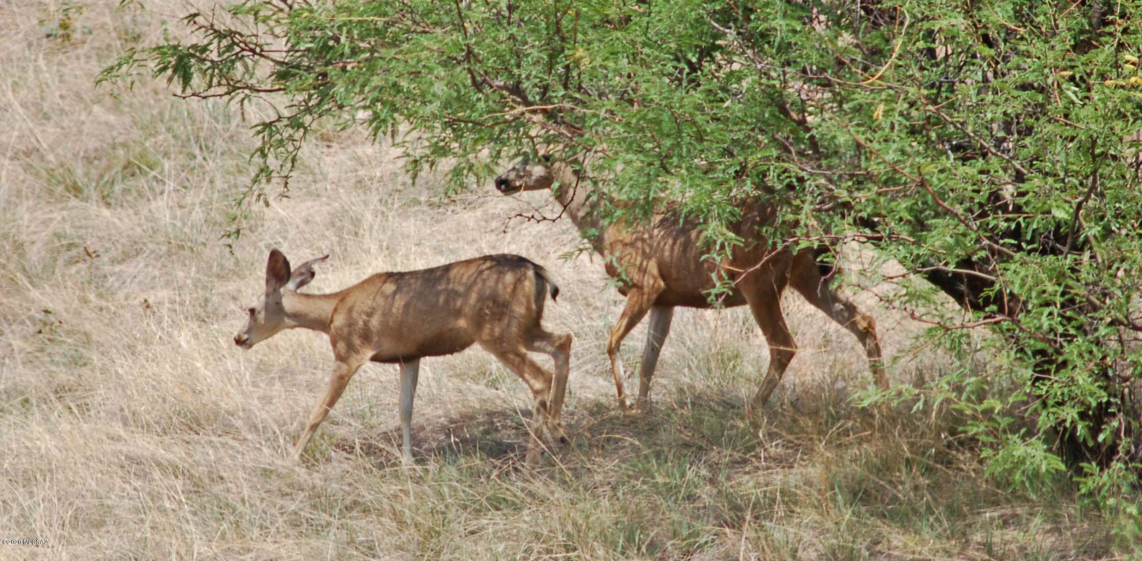 The Estates At Three Canyons - Land