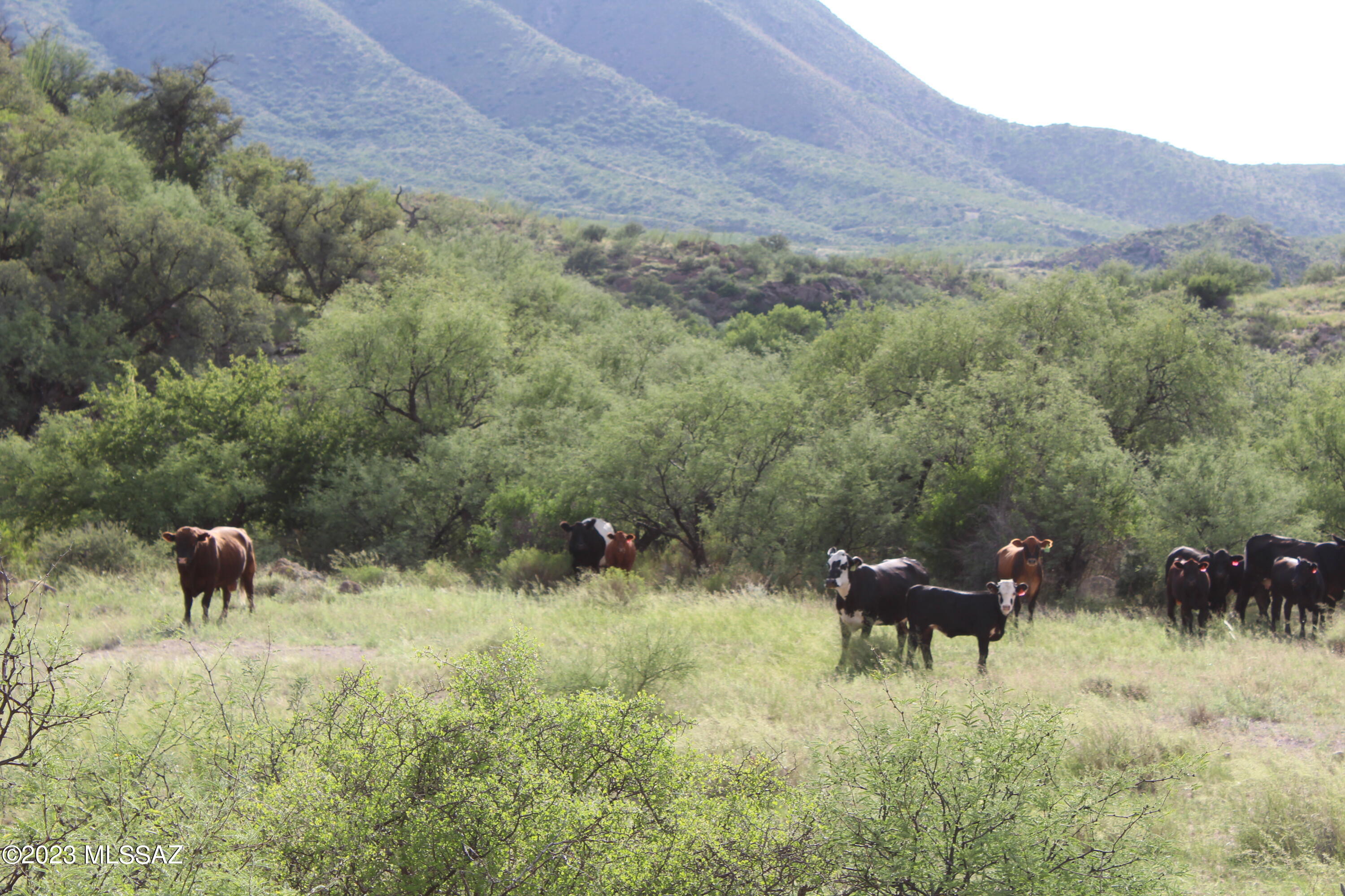 Morning Star Ranch - Land