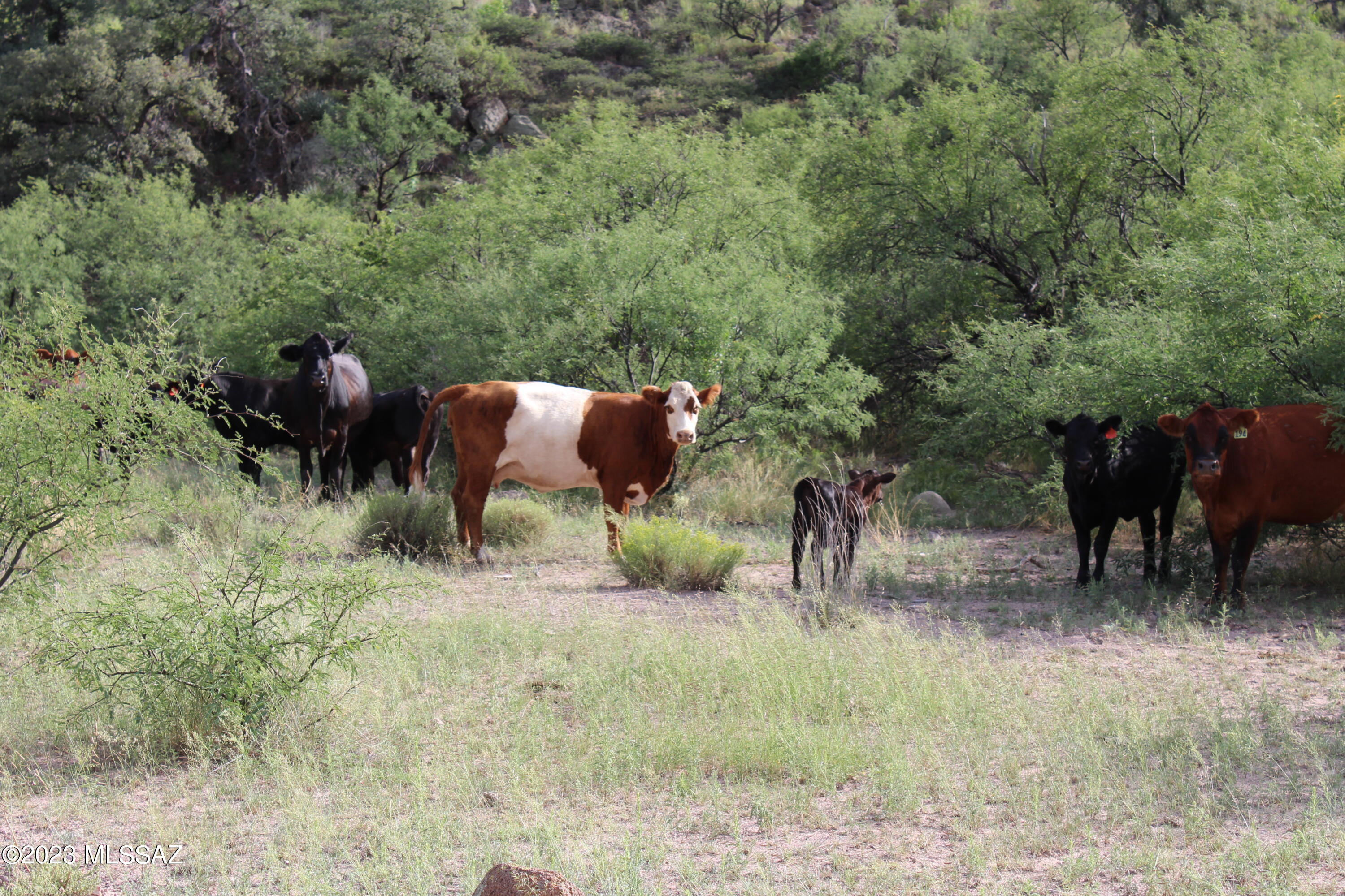 Morning Star Ranch - Land