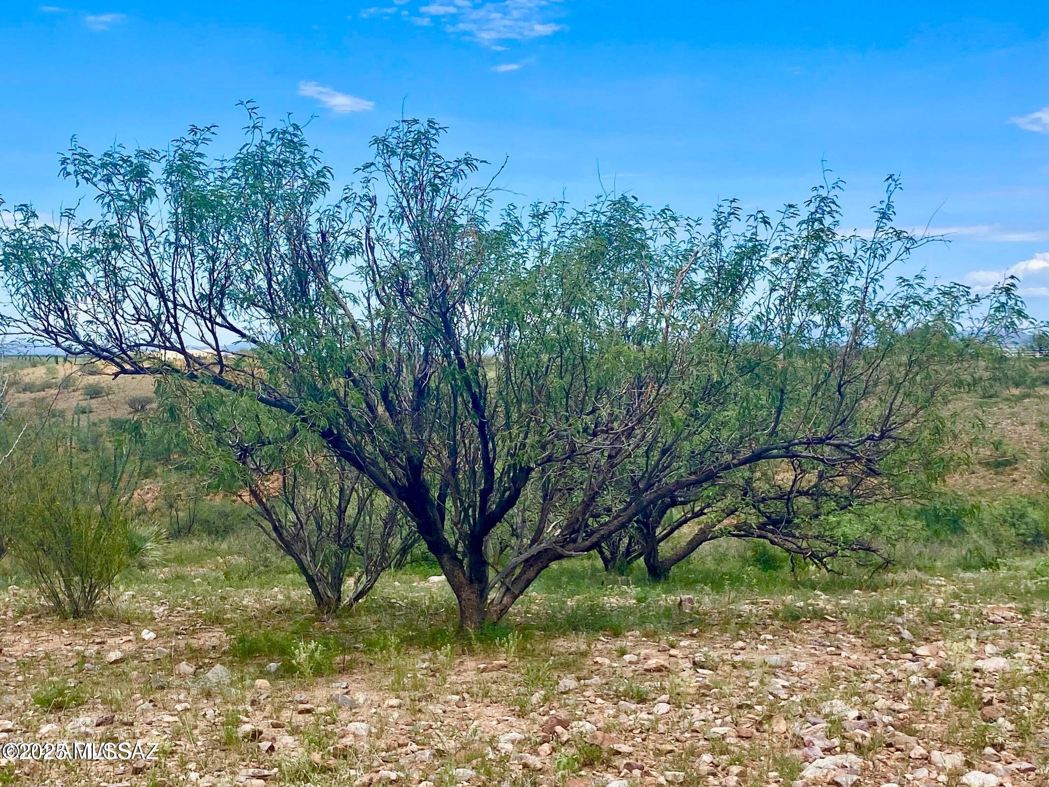 Out Of Pima County - Land