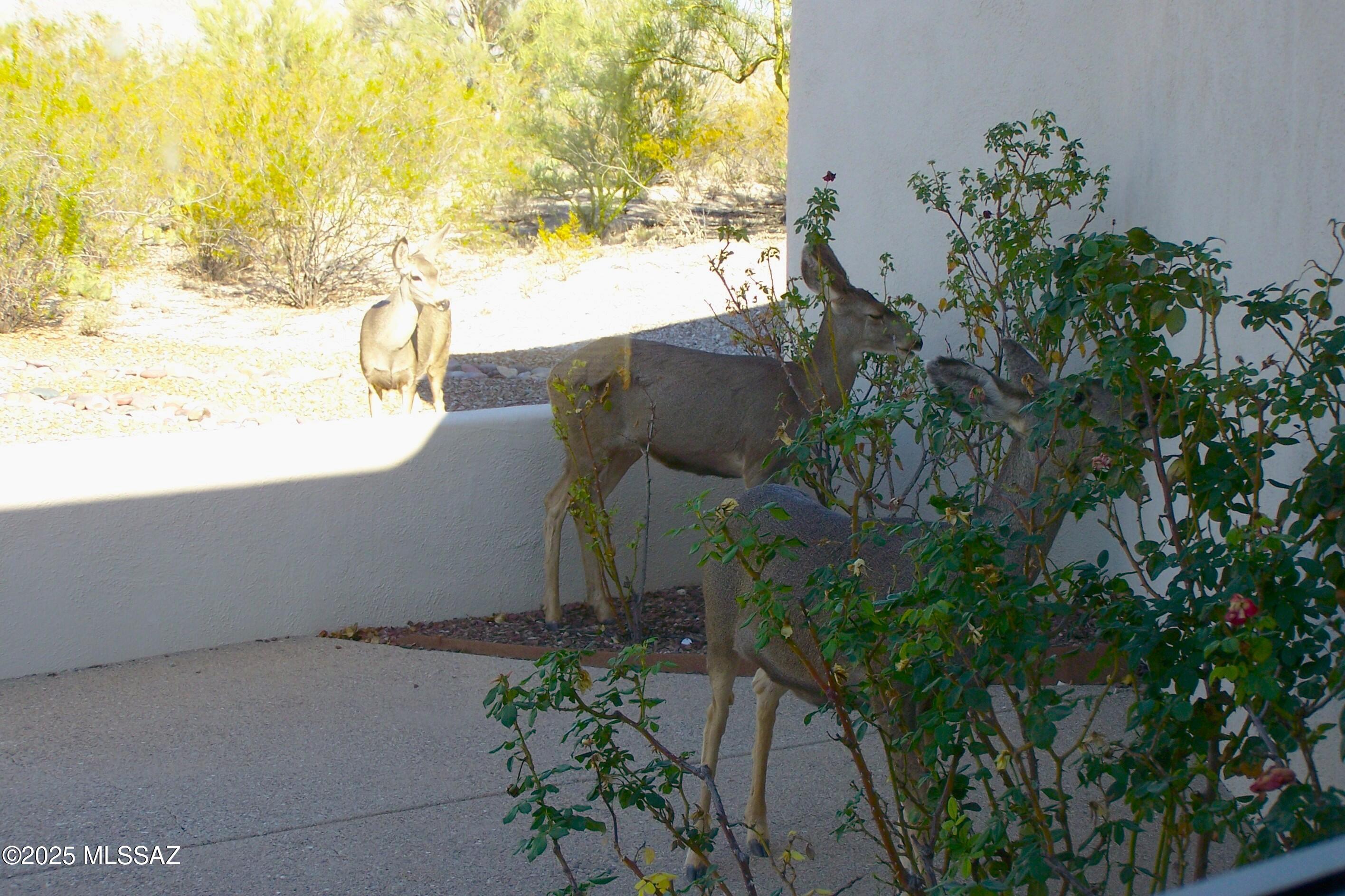 Wild Horse Ranch Estates (1-66) - Residential