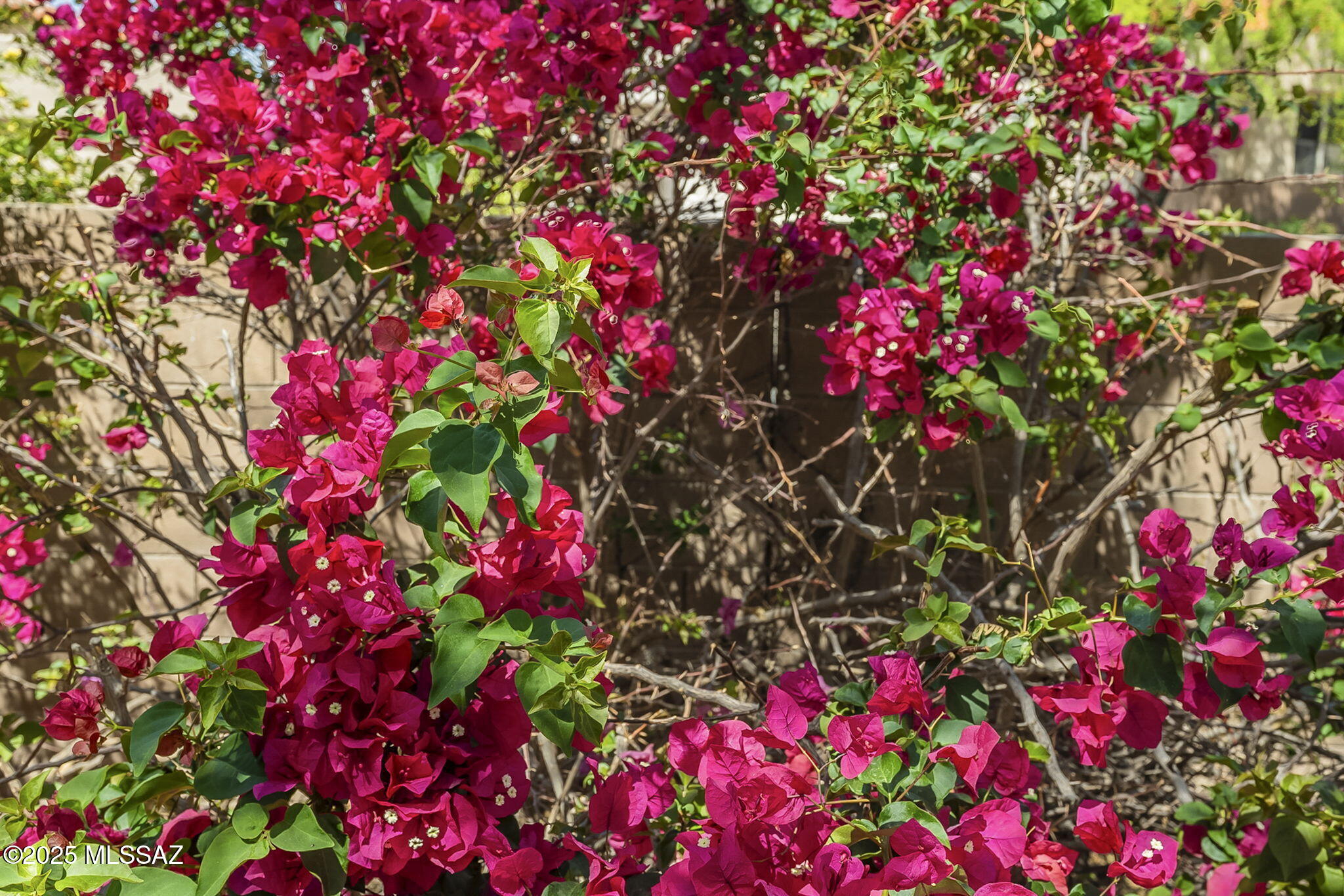 Sterling Springs at Sabino Springs(1-64) - Residential