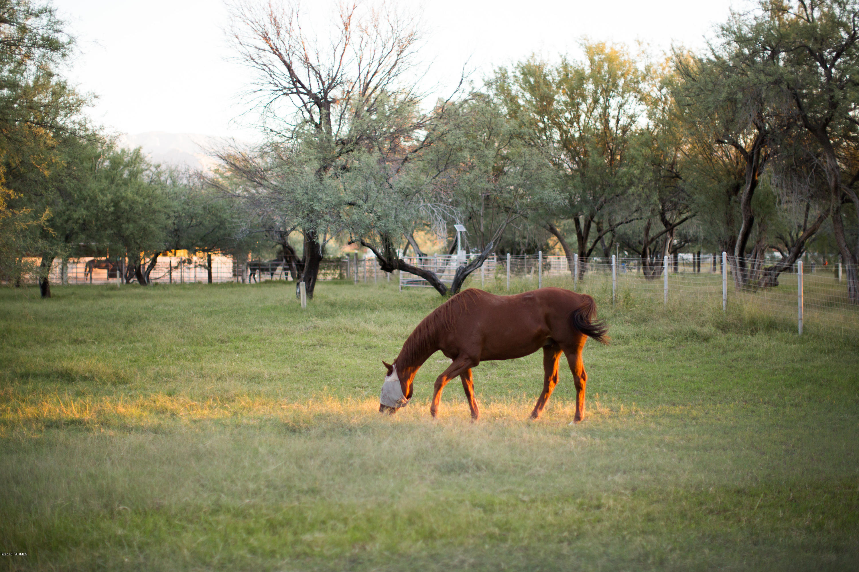 Tanque Verde Country Estates - Residential