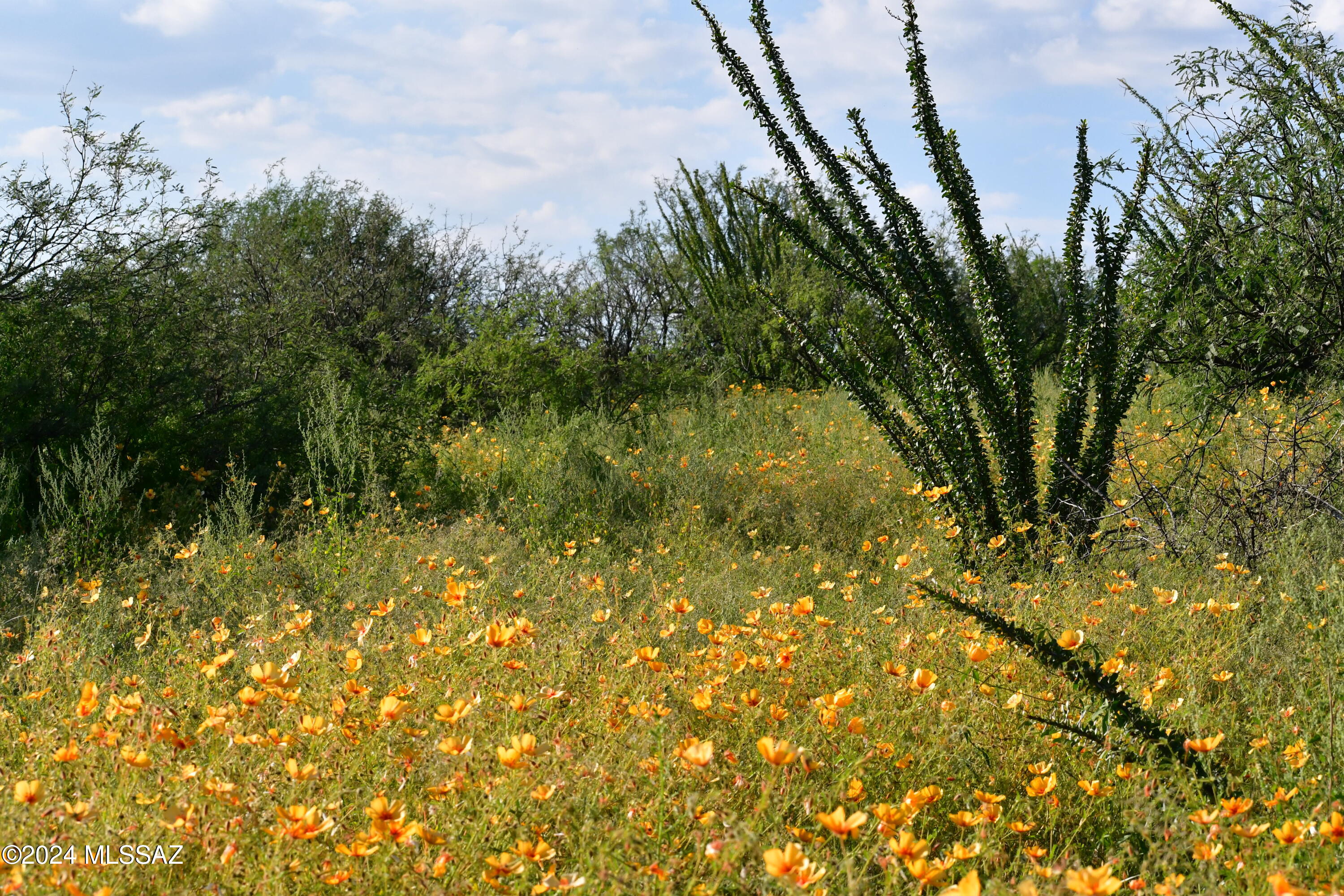 Salero Ranch - Land