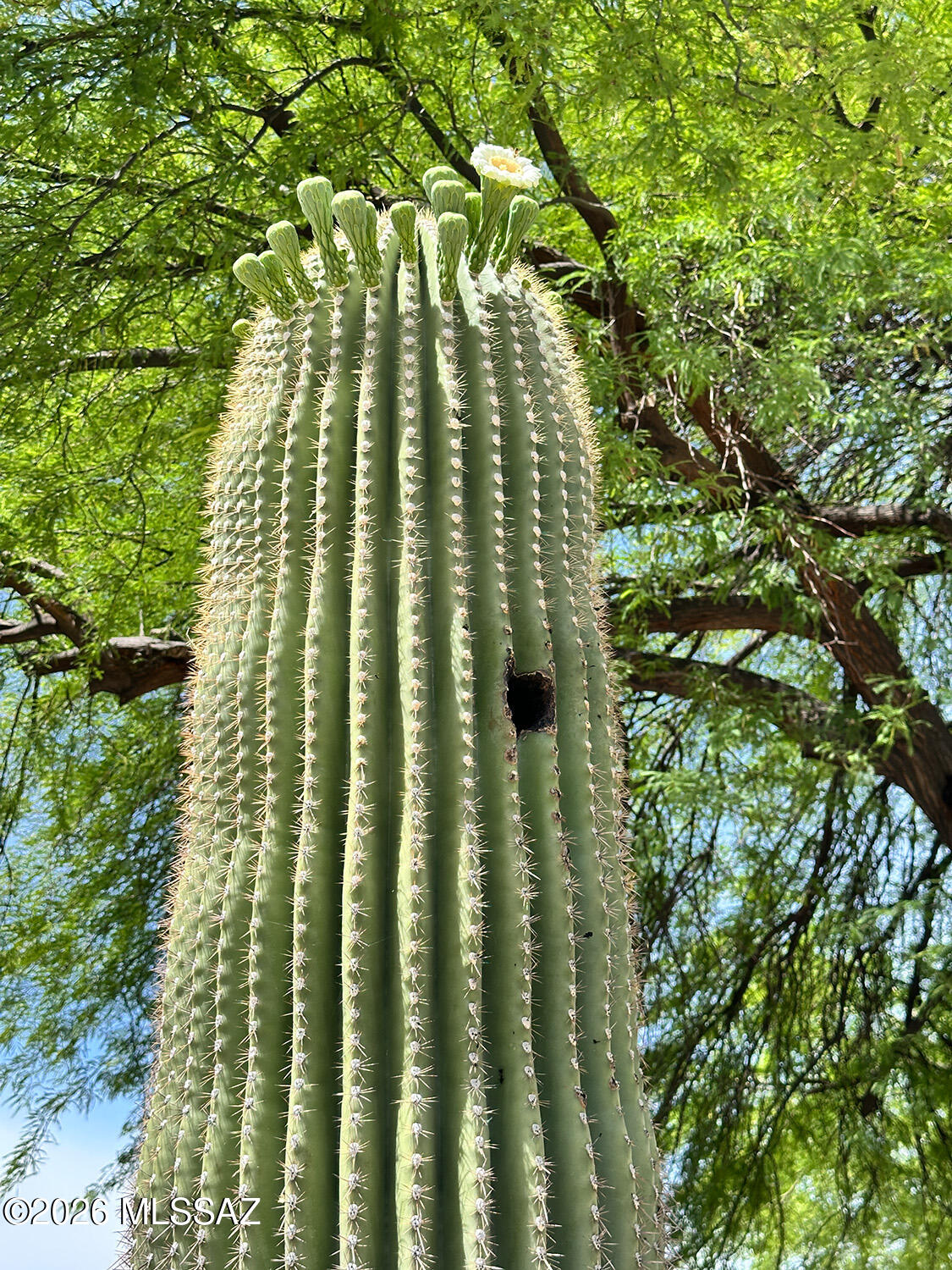 1116 W Versilia Drive