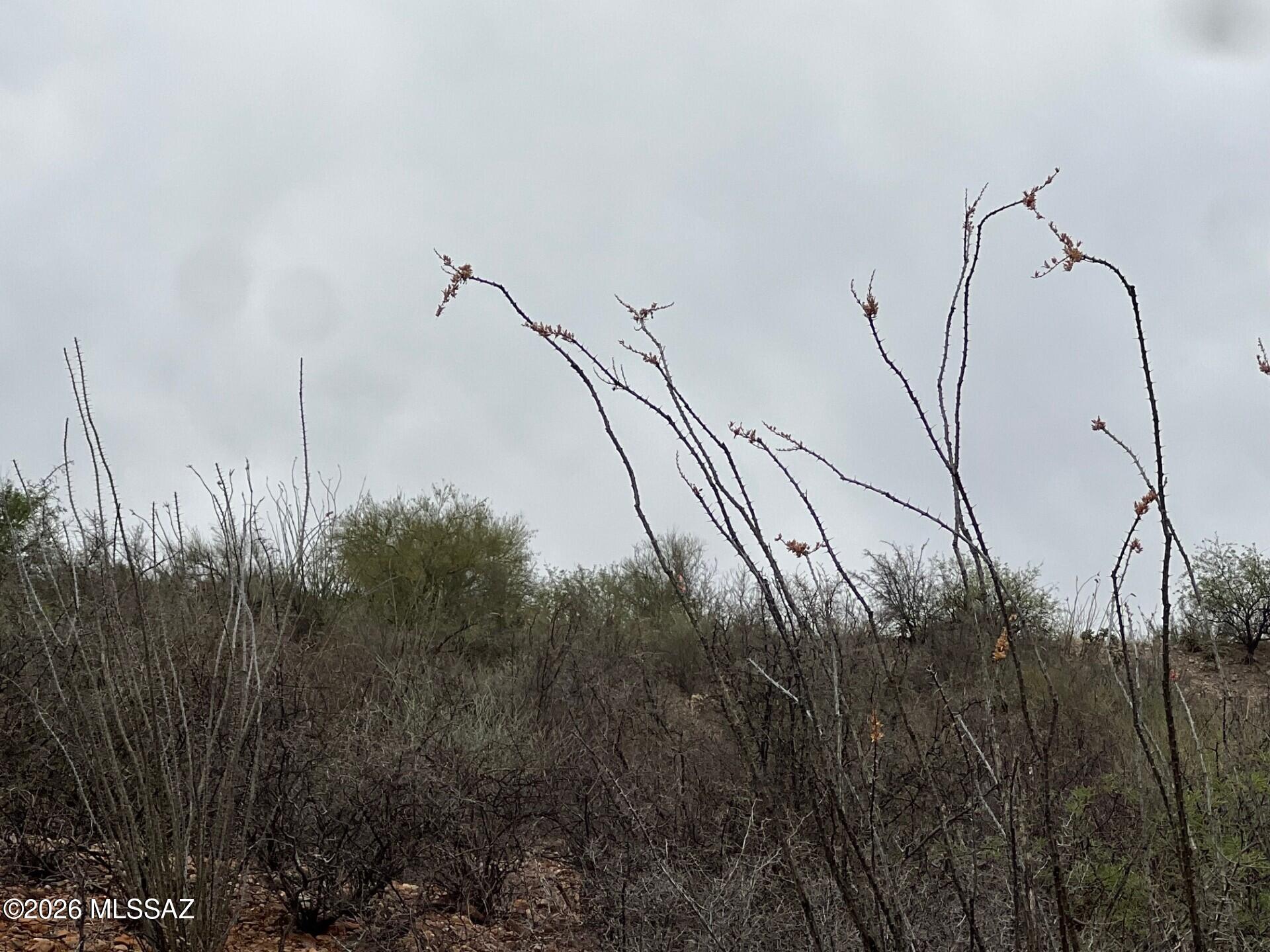 Rio Rico Estates 16 - Land