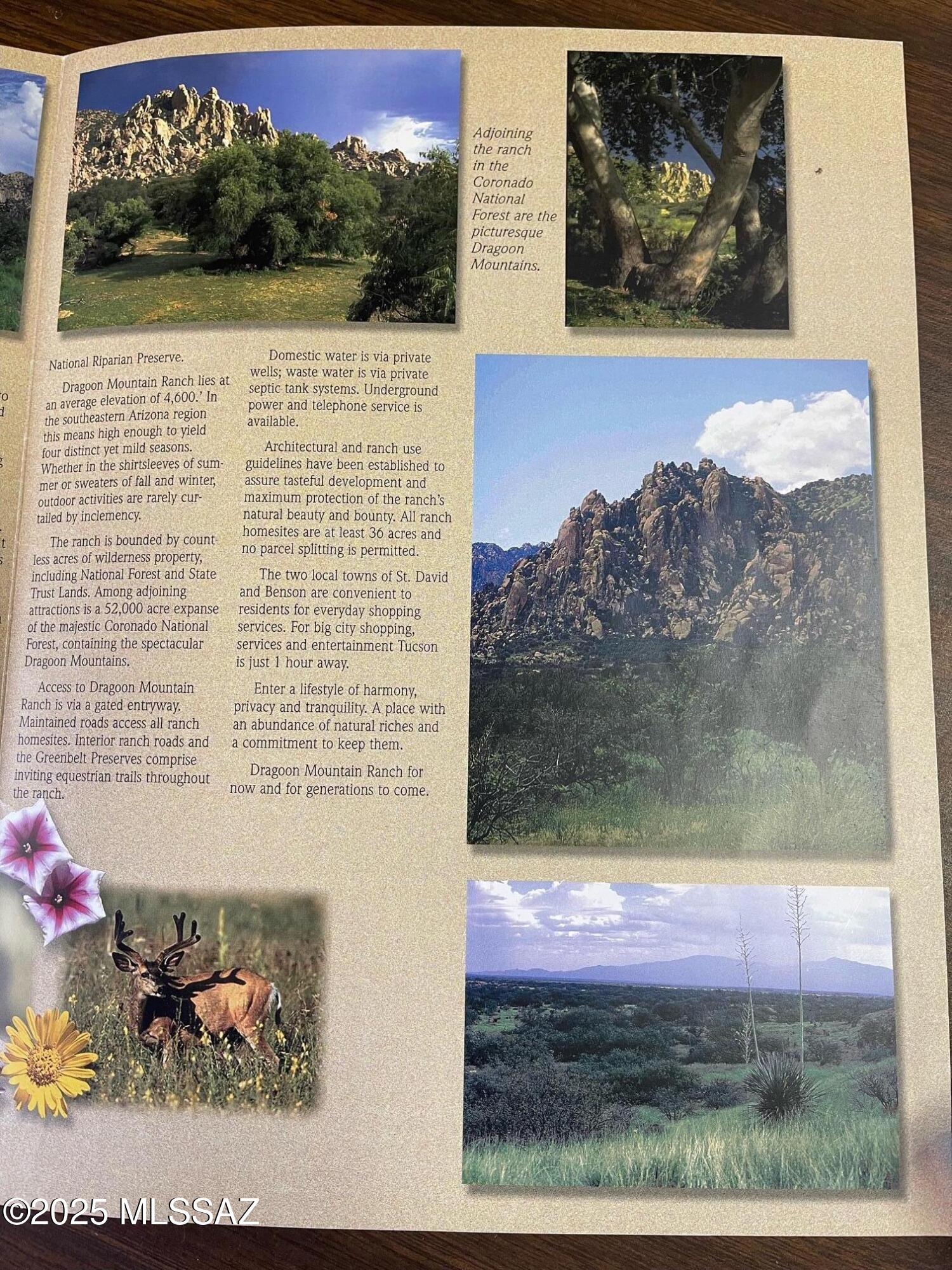 Dragoon Mountain Ranch - Land