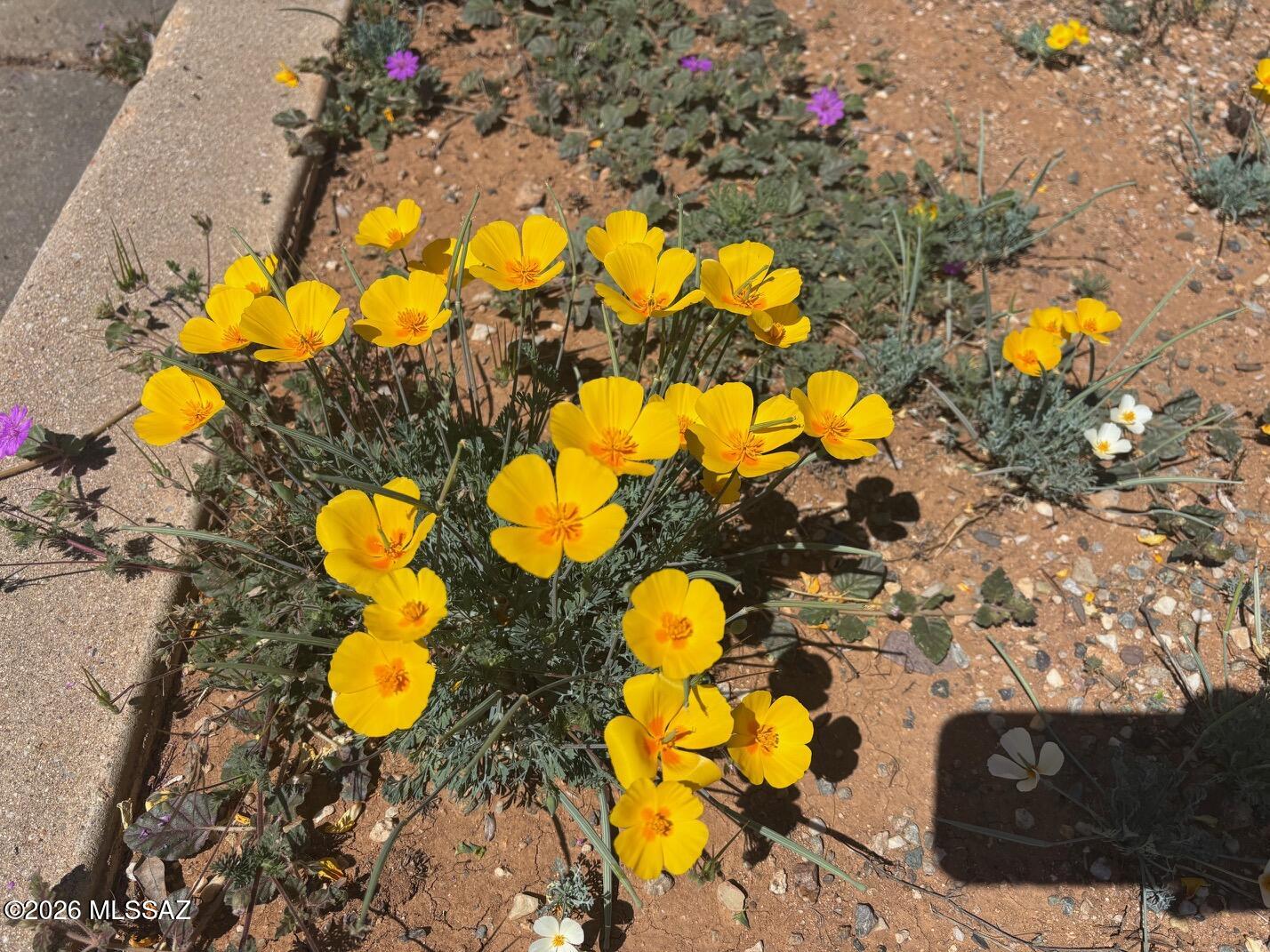 Arizona Sun Sites - Land