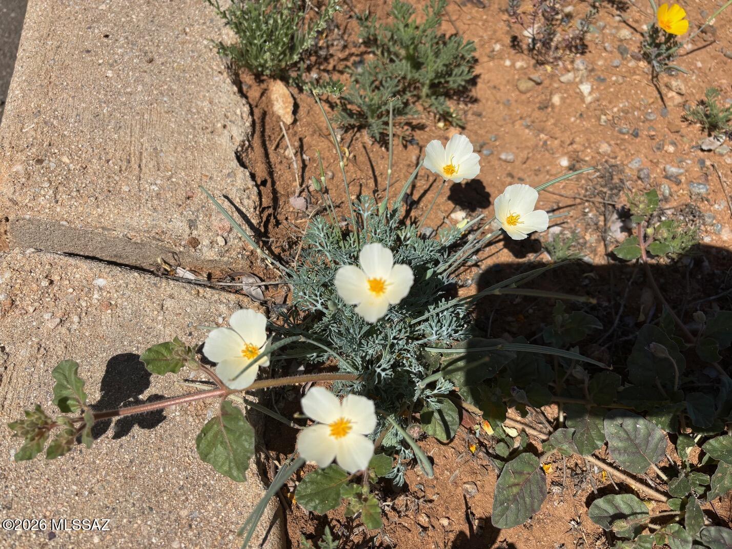 Arizona Sun Sites - Land