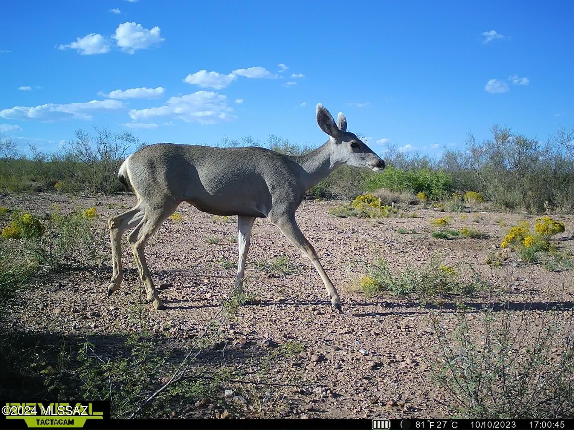 Out Of Pima County - Land