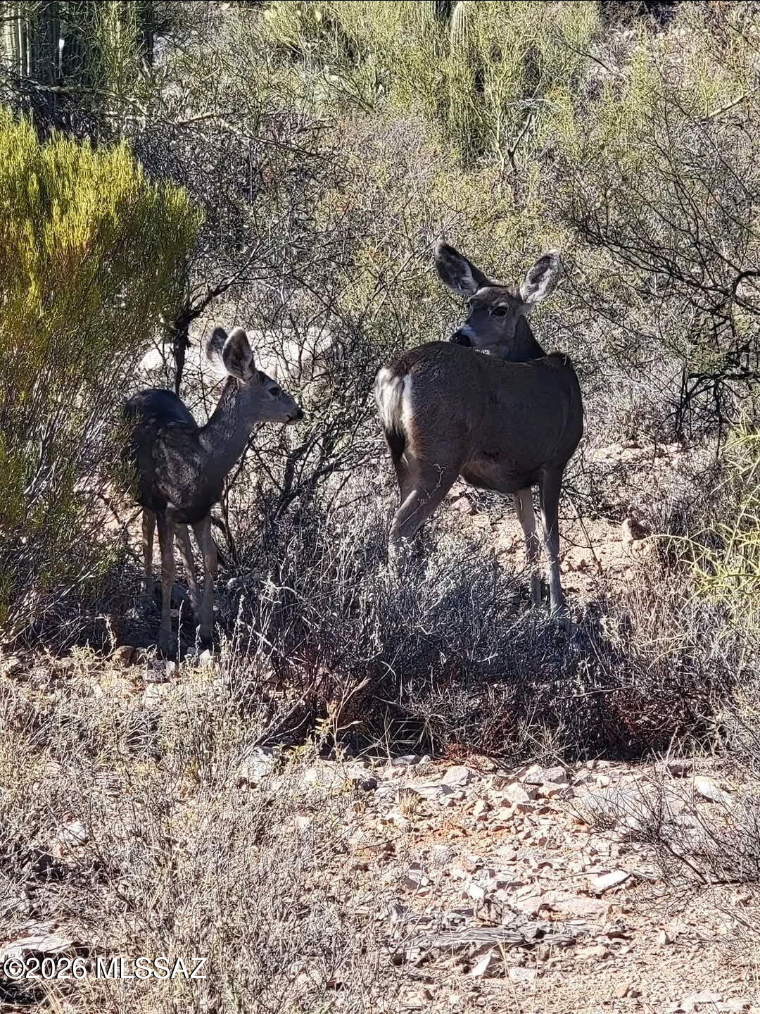 Tubac Foothills Ranch - Land