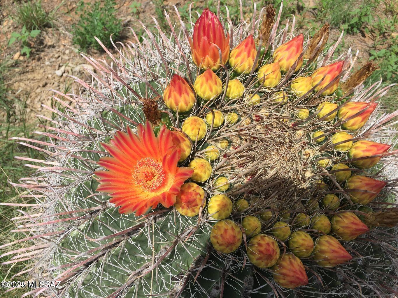 Salero Ranch - Land