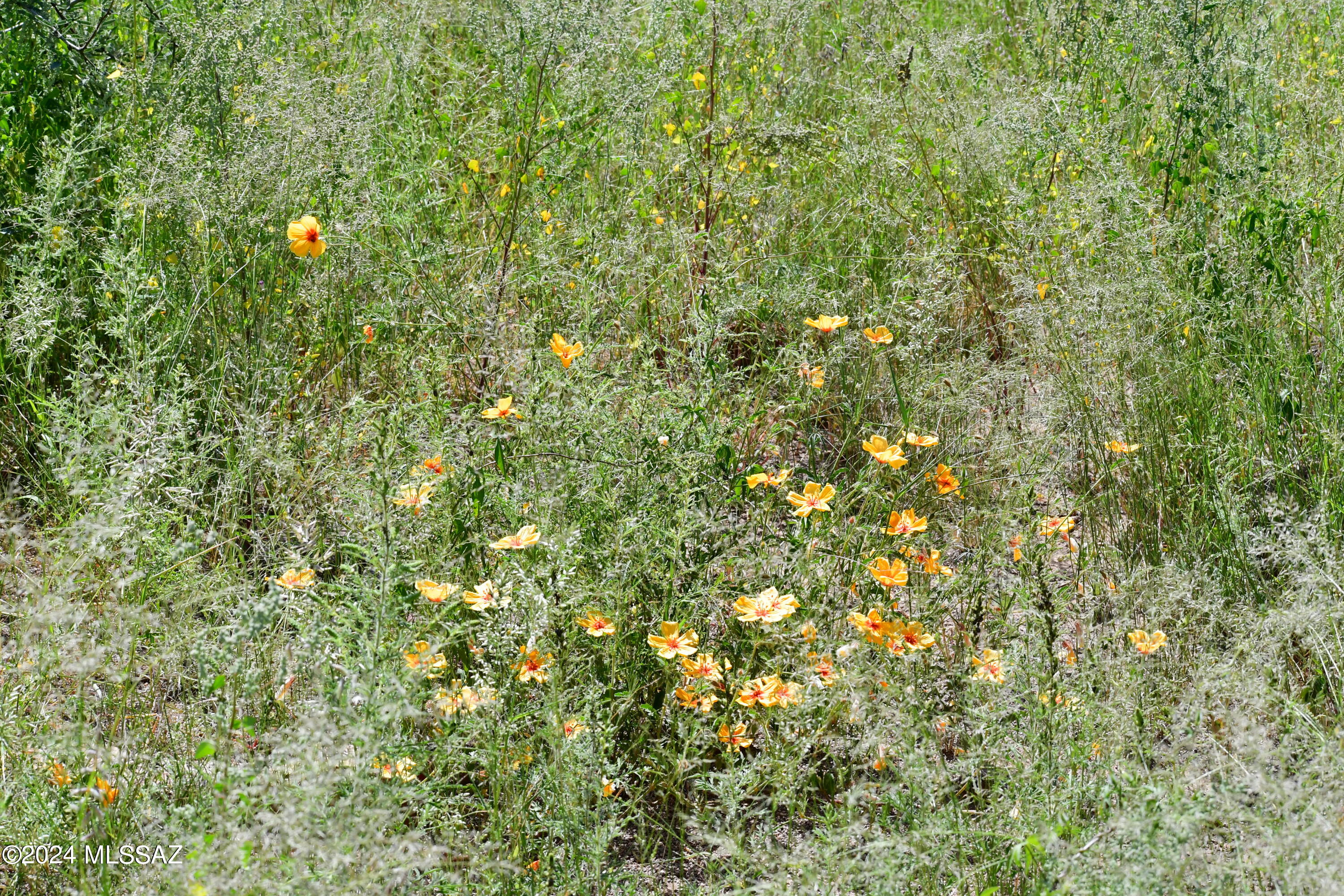 Salero Ranch - Land