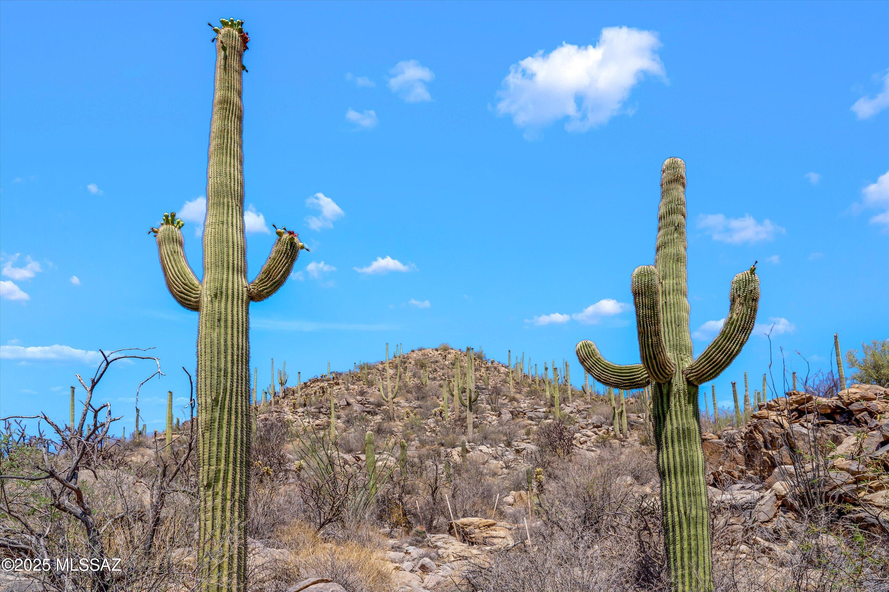 Saguaro Ranch (9-52) Blks. 1-4 - Land