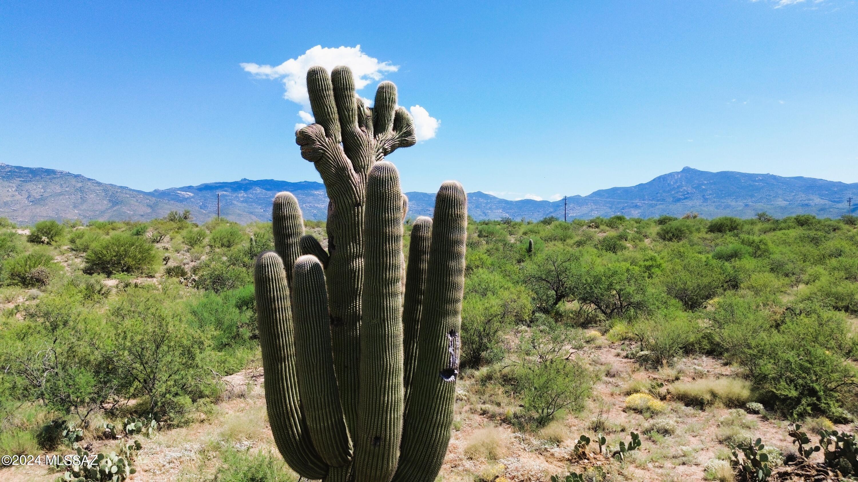 4acres Old Spanish Tr B