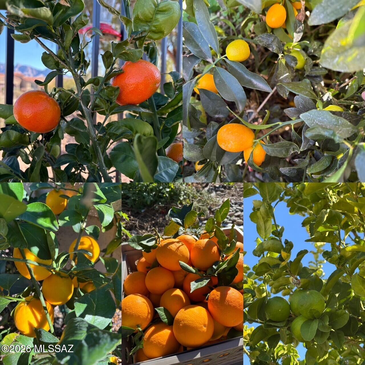 13220 N Fluffgrass Place